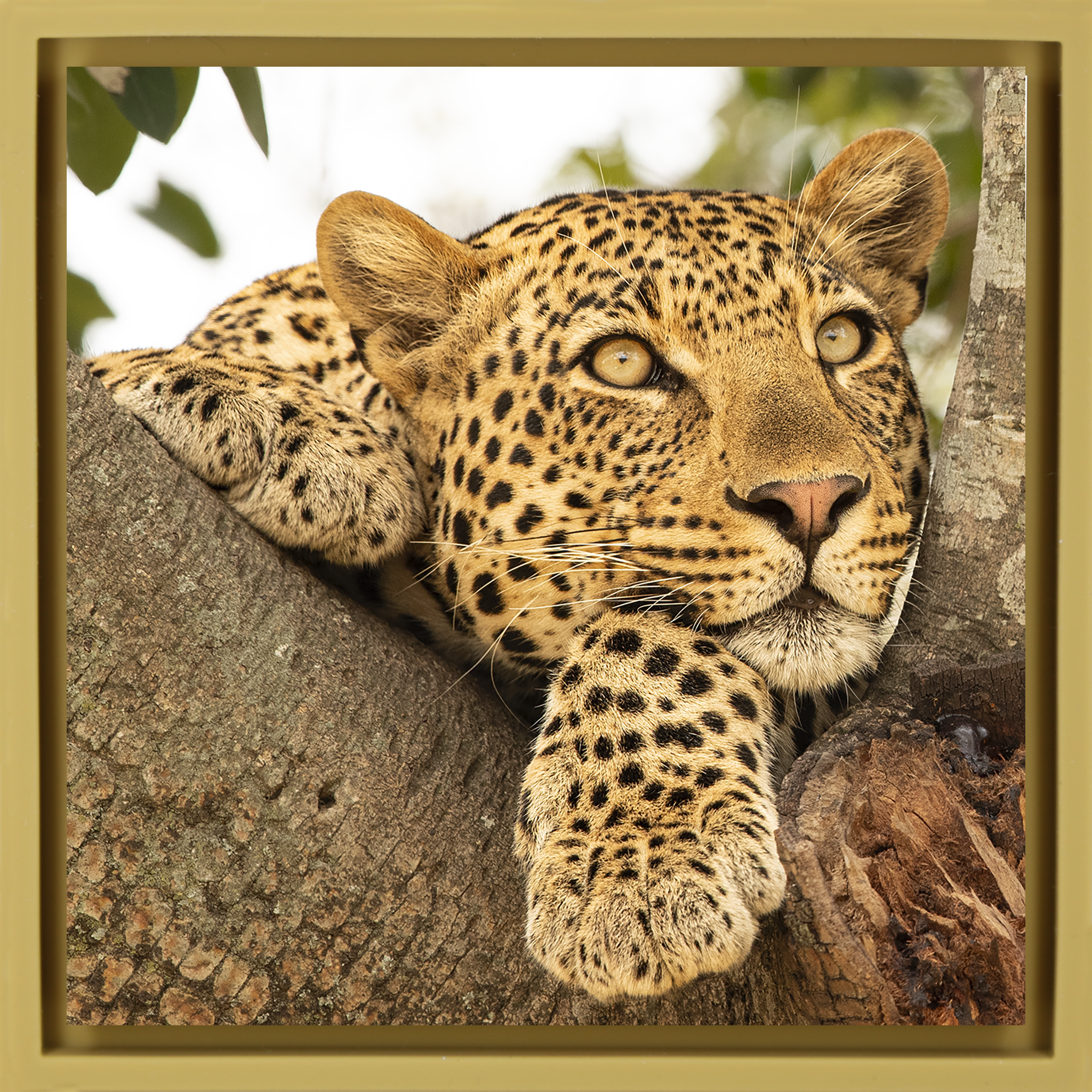 Serengeti Sunday- Ochre Wrapp