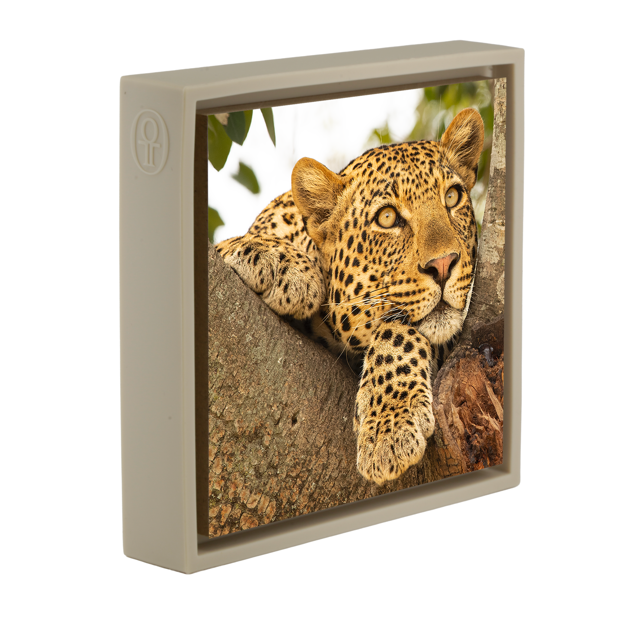 Serengeti Sunday- Sand Wrapp