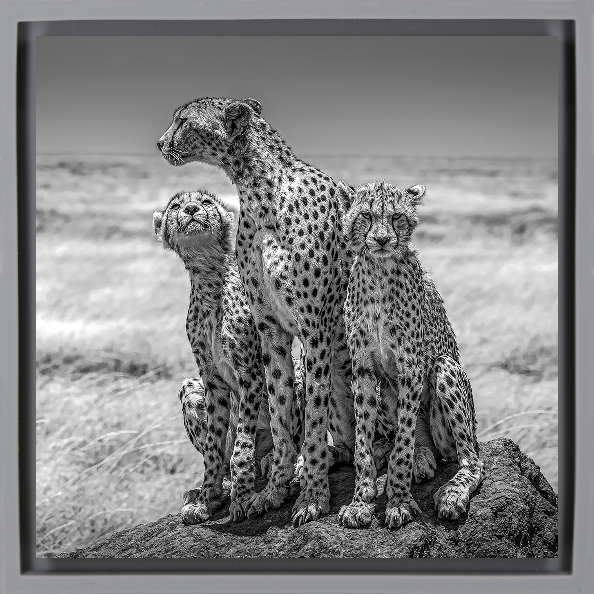 The Lookout- Grey Wrapp
