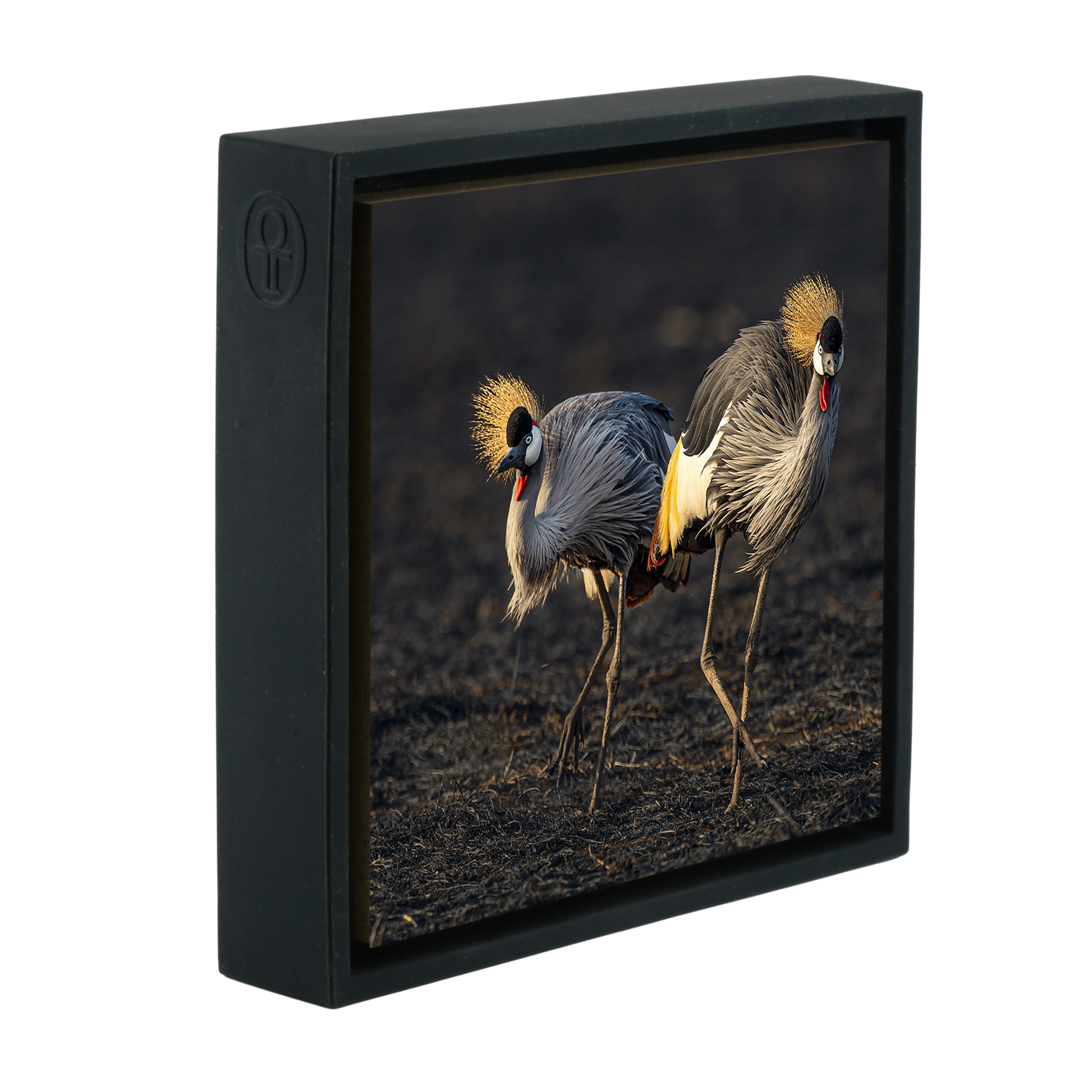 The Crowned Pair- Black Wrapp