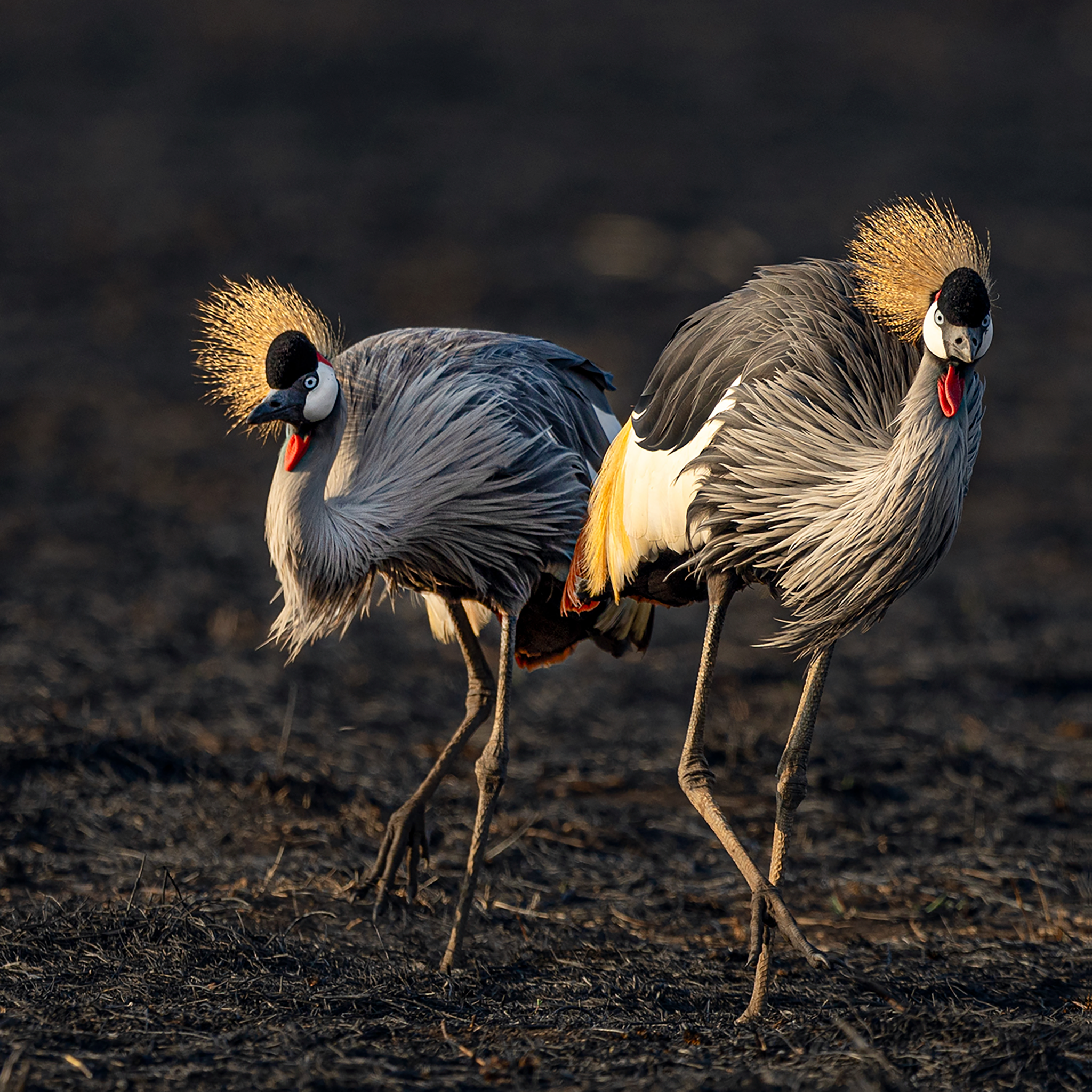 The Crowned Pair- Collection: Tanzania