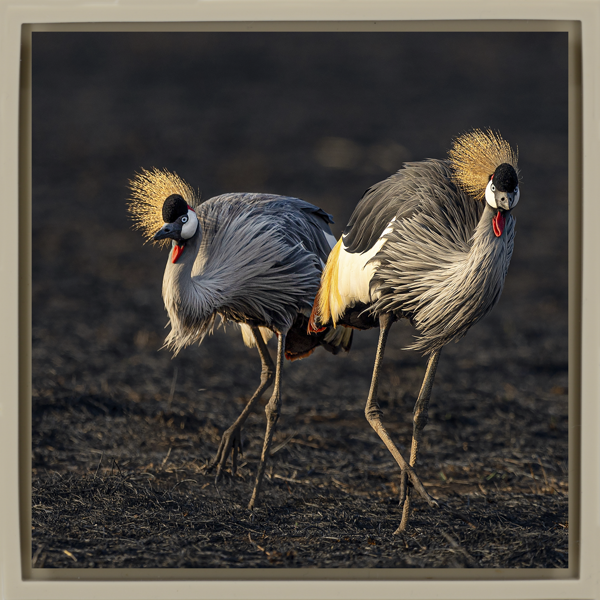 The Crowned Pair- Sand Wrapp