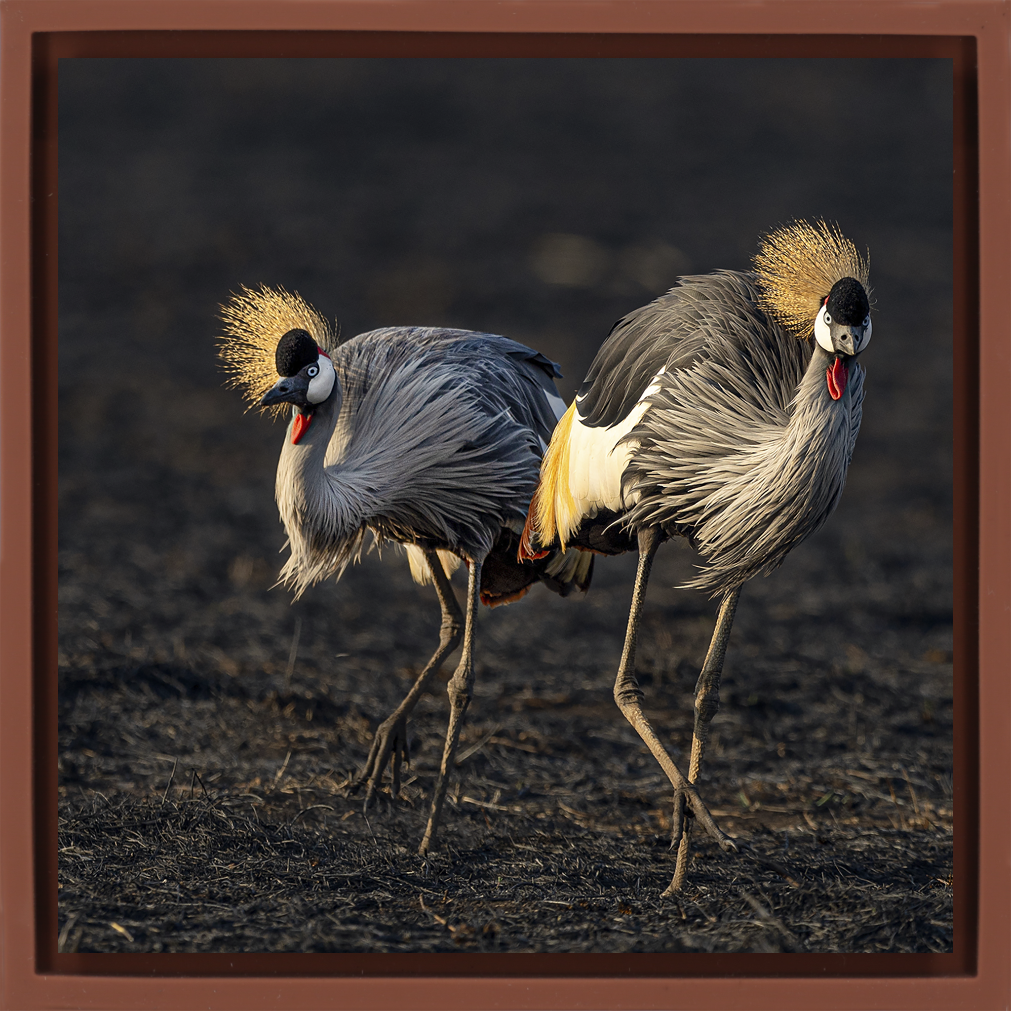 The Crowned Pair- Terra Wrapp