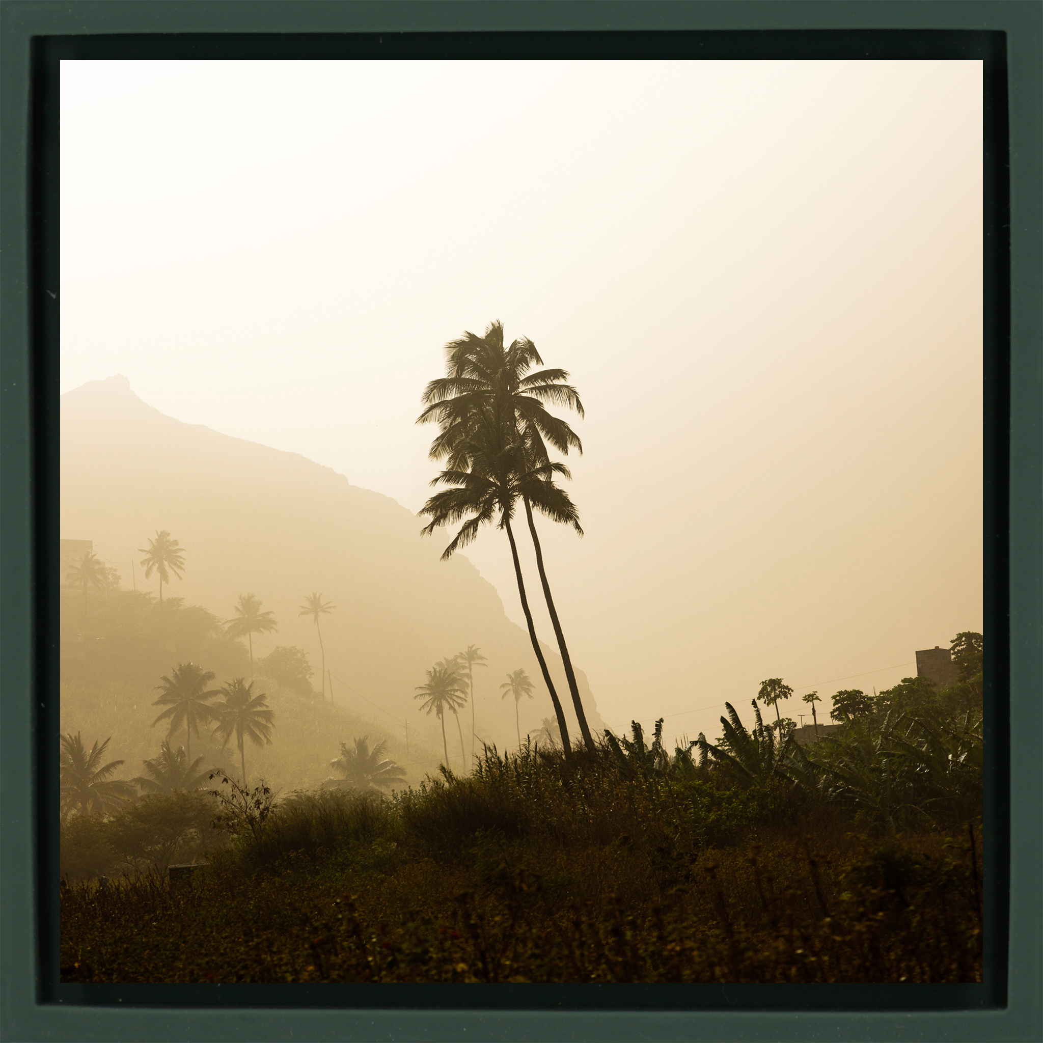 Palm Tree - Dark Green Wrapp