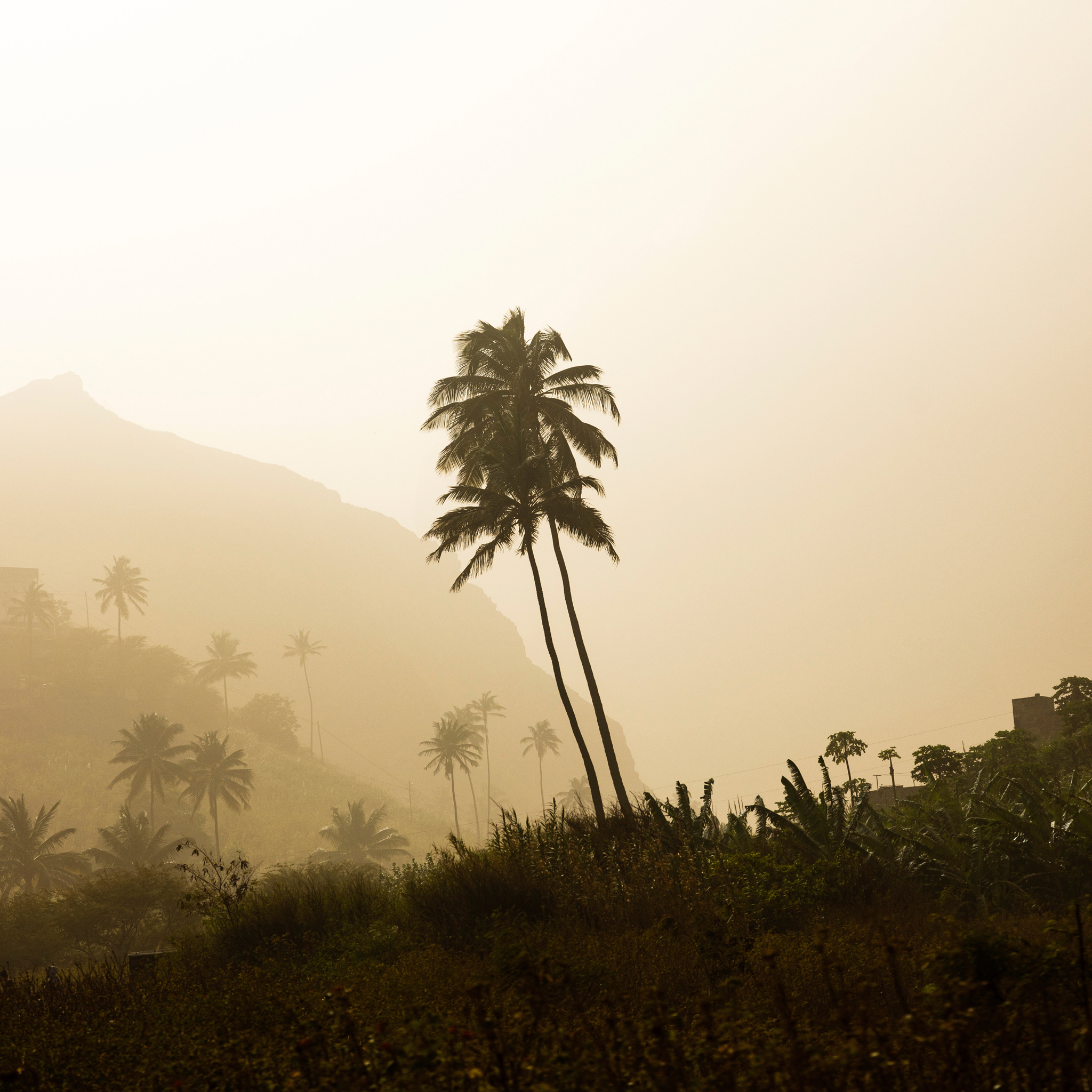 Palm Tree - Collection: Cabo Verde