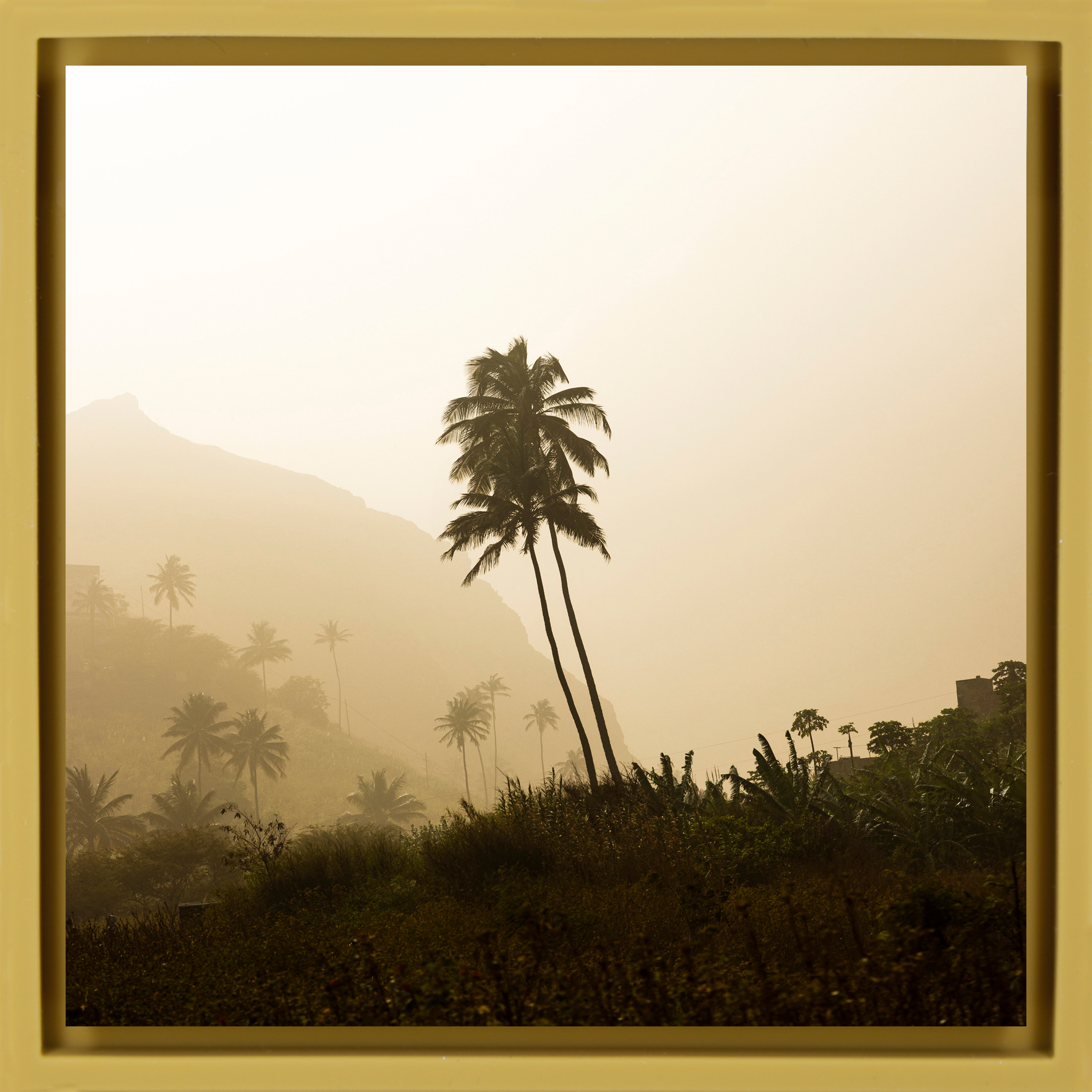 Palm Tree - Ochre Wrapp