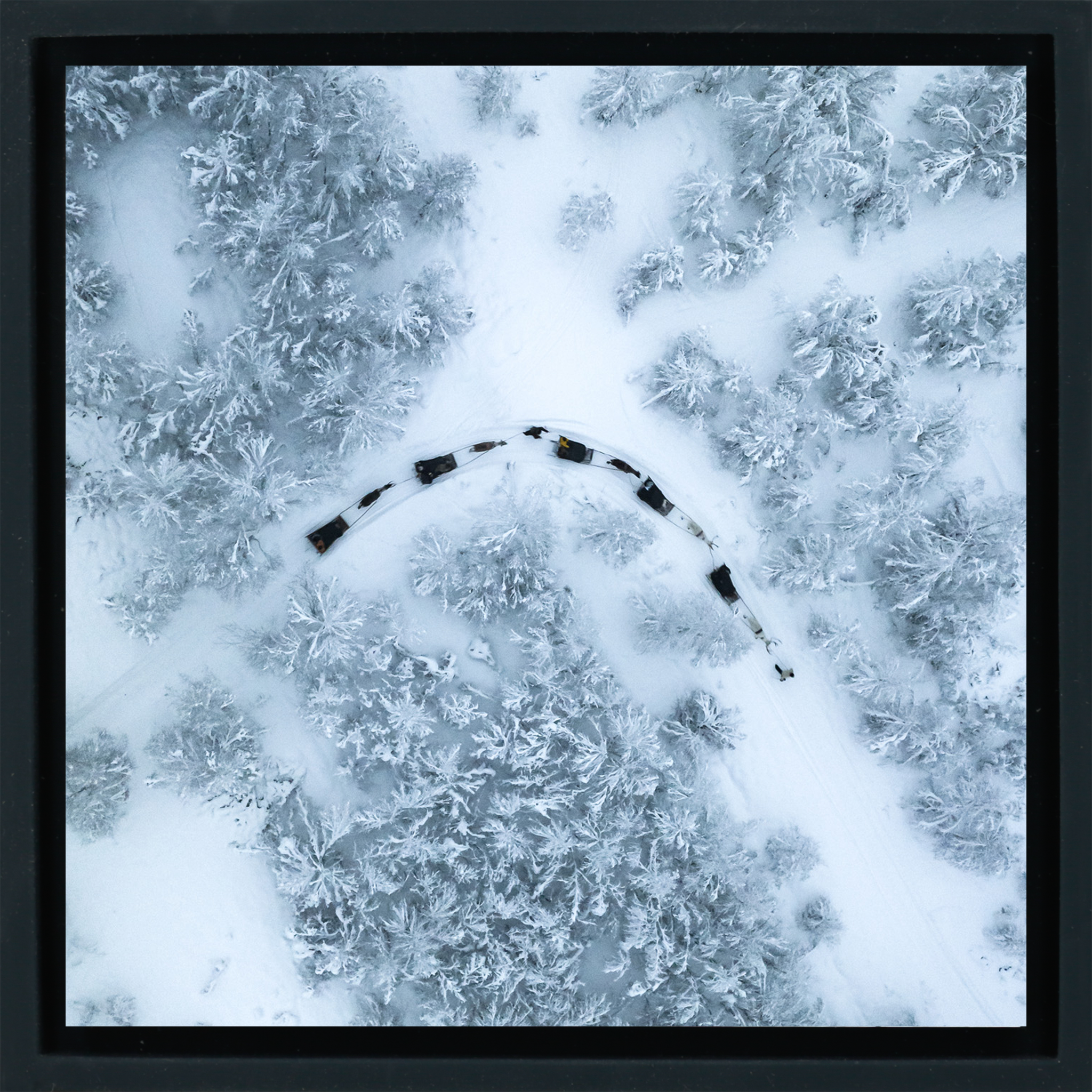 Dog Sled - Zwarte Wrapp