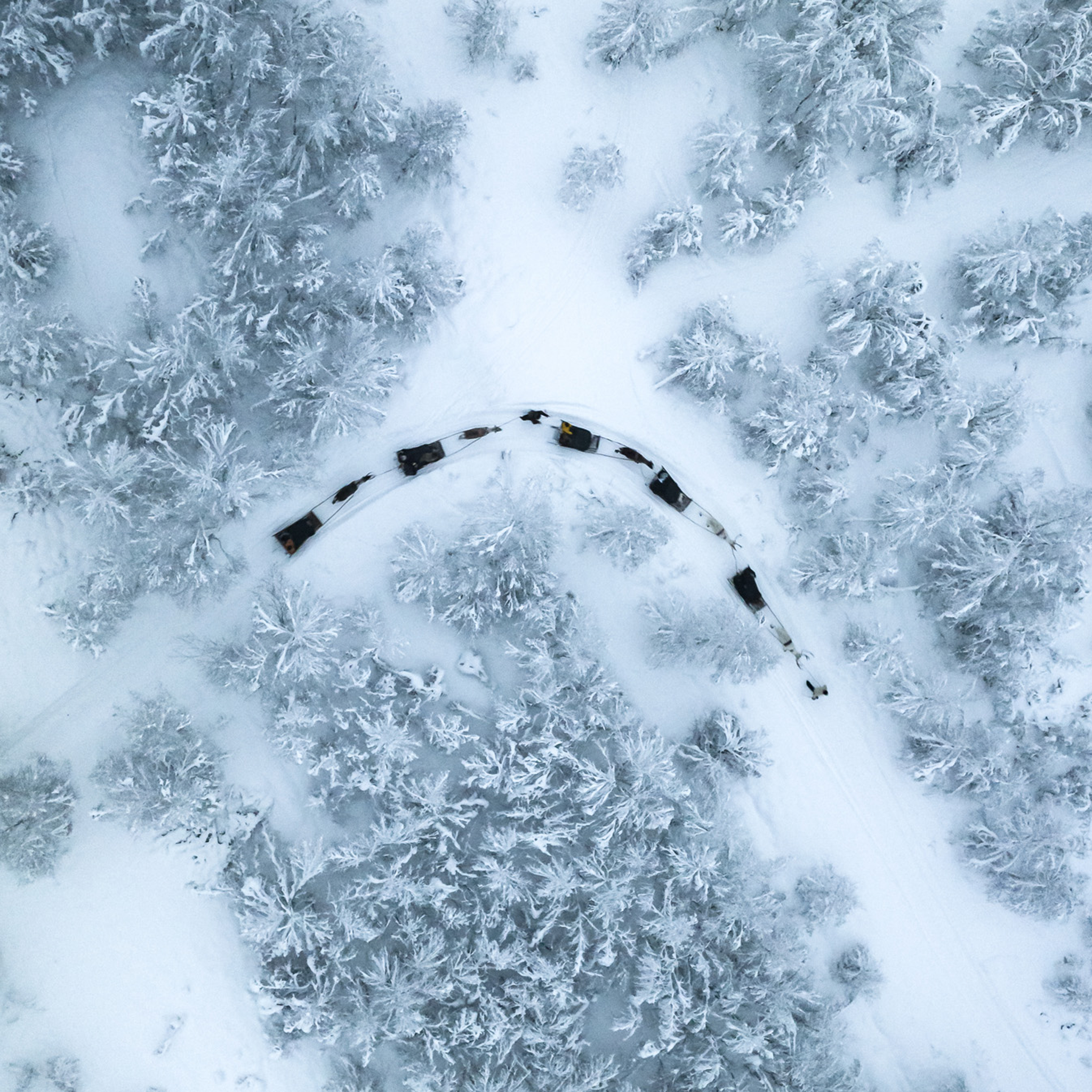 Dog Sled - Collection: Finland