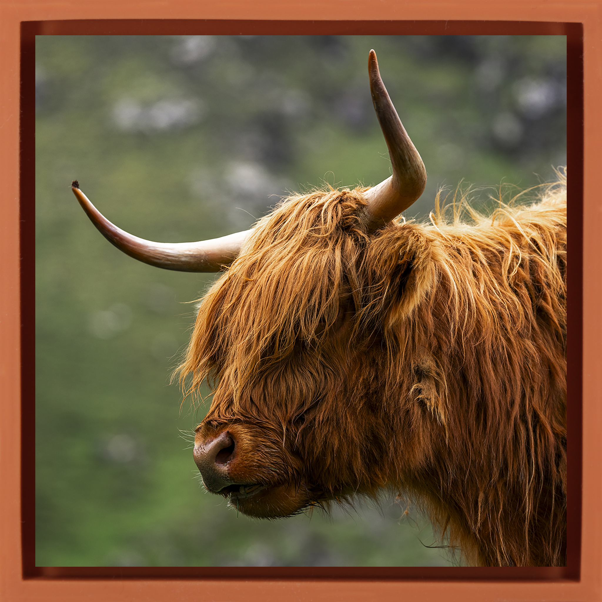 Faroe Highland- Orange Wrapp