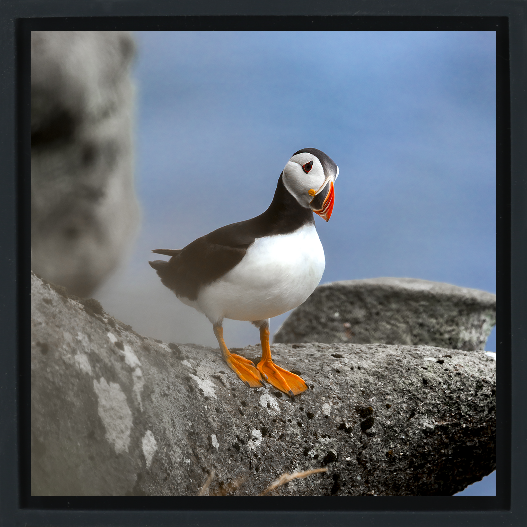 Atlantic Puffin- Black Wrapp
