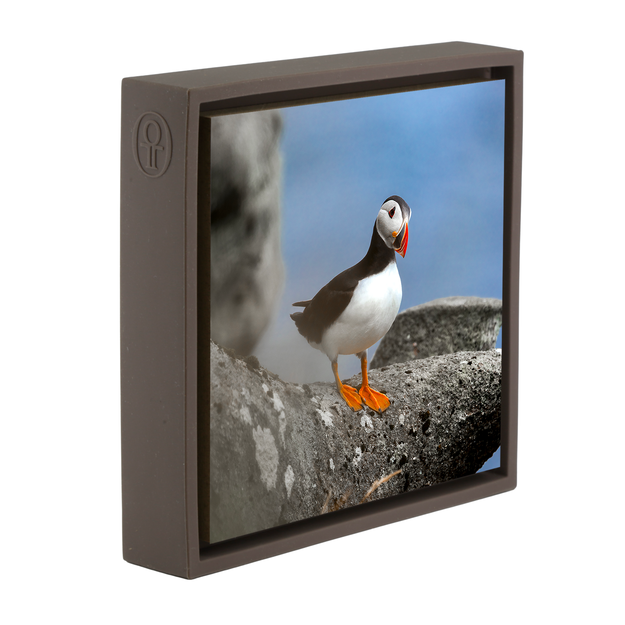 Atlantic Puffin- Brown Wrapp