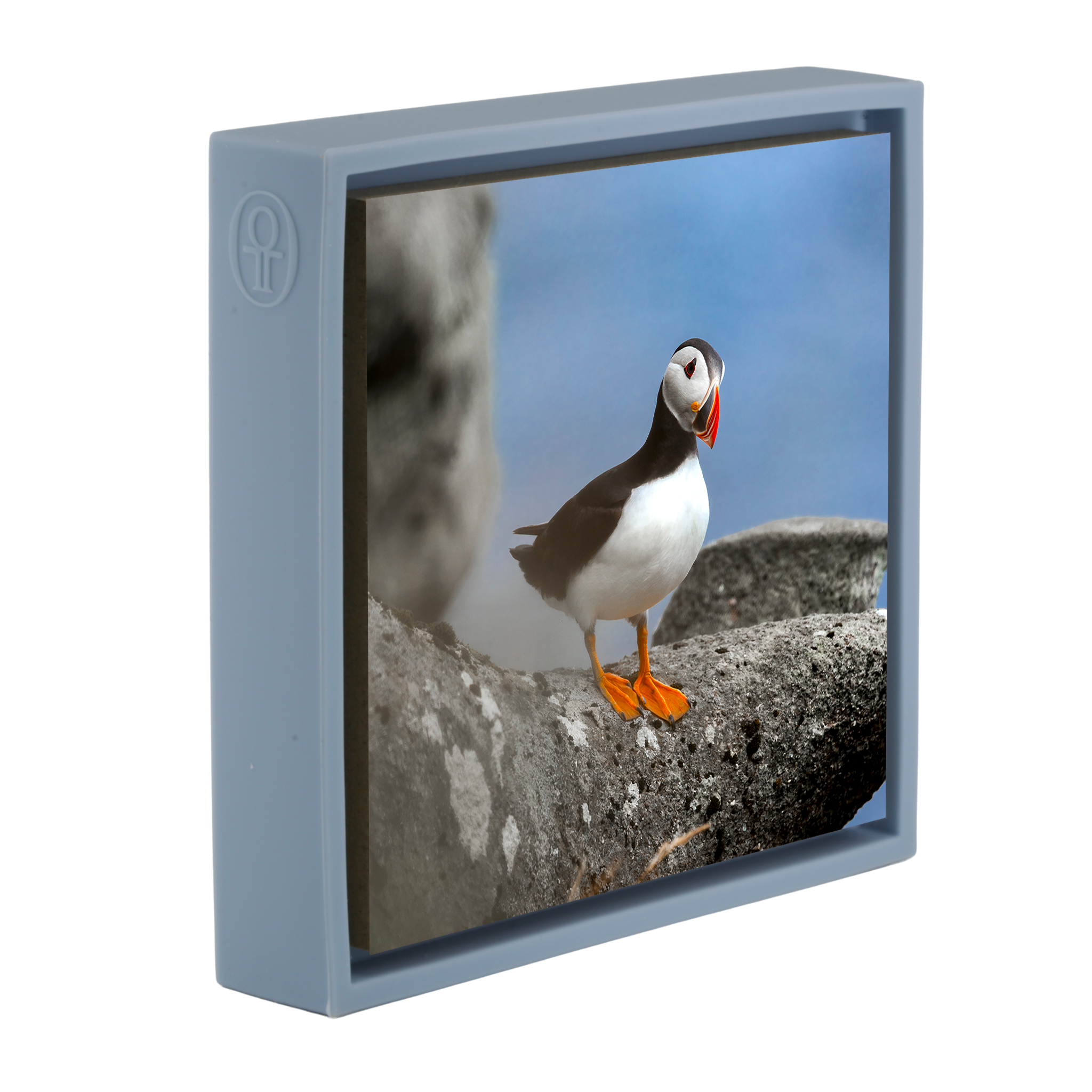 Atlantic Puffin- Light Blue Wrapp
