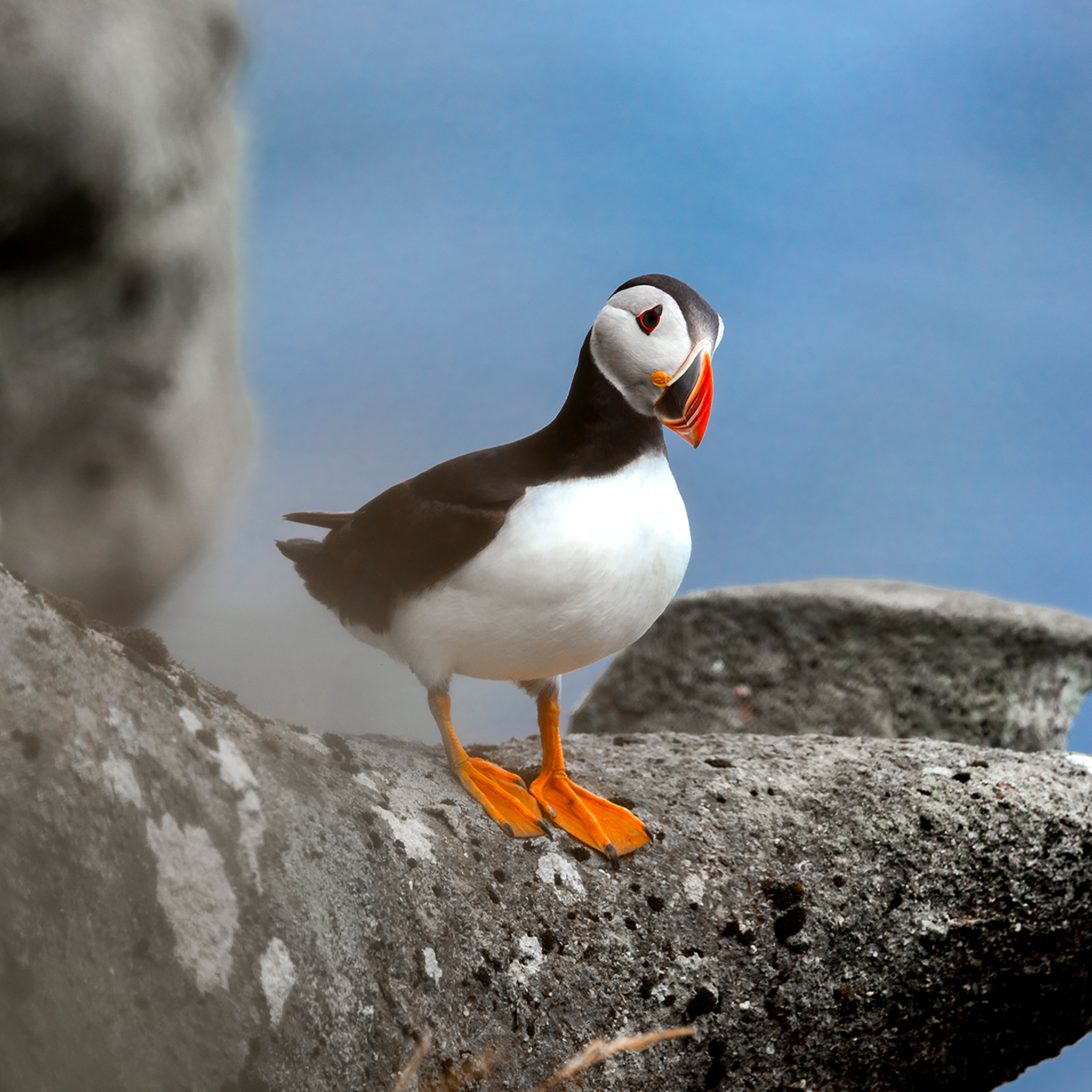 Atlantic Puffin- Collection: Faroer Islands