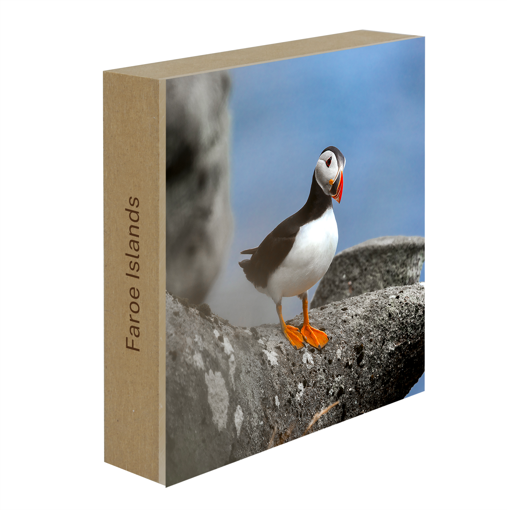 Atlantic Puffin- Collection: Faroer Islands