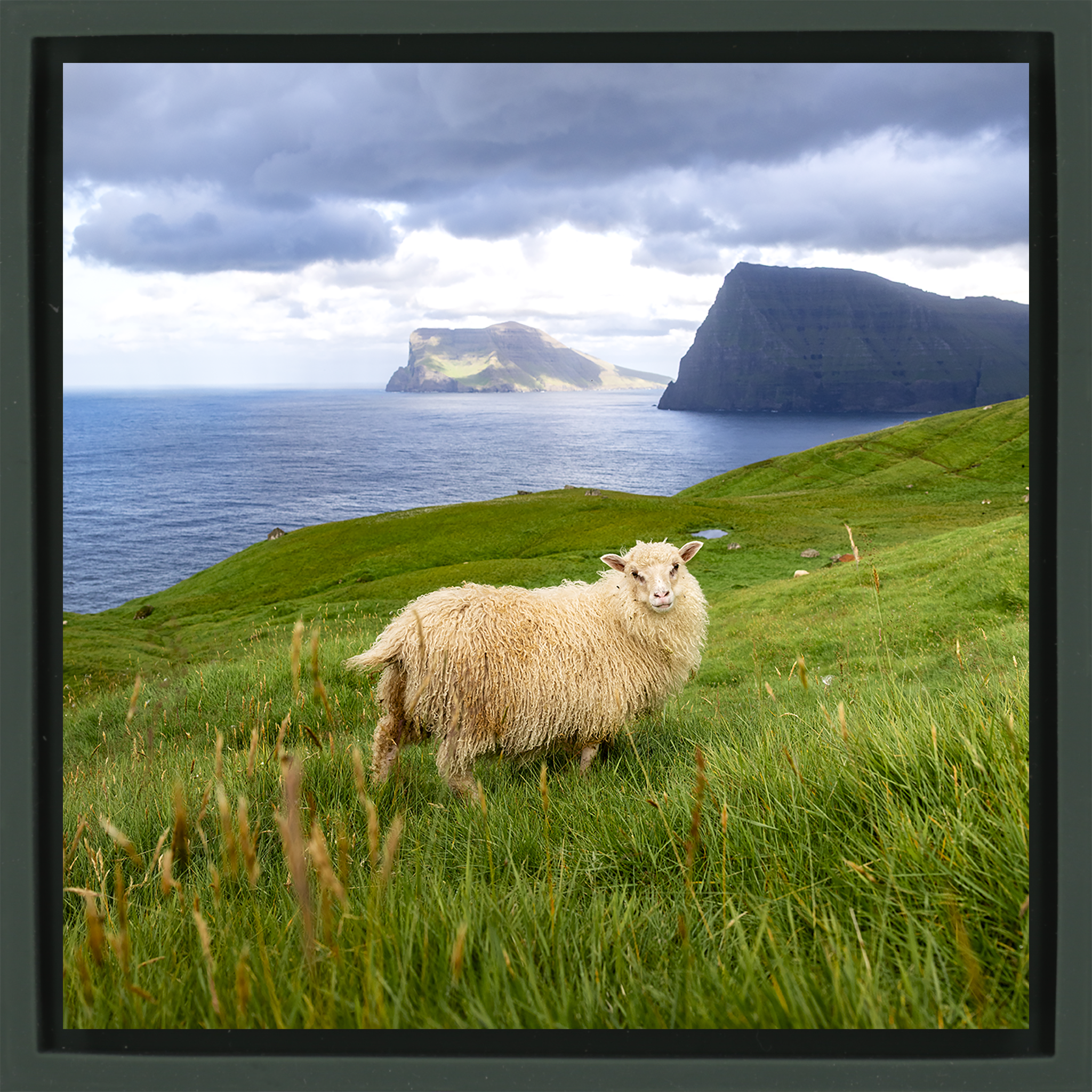 Ruler of the Faroes- Dark Green Wrapp