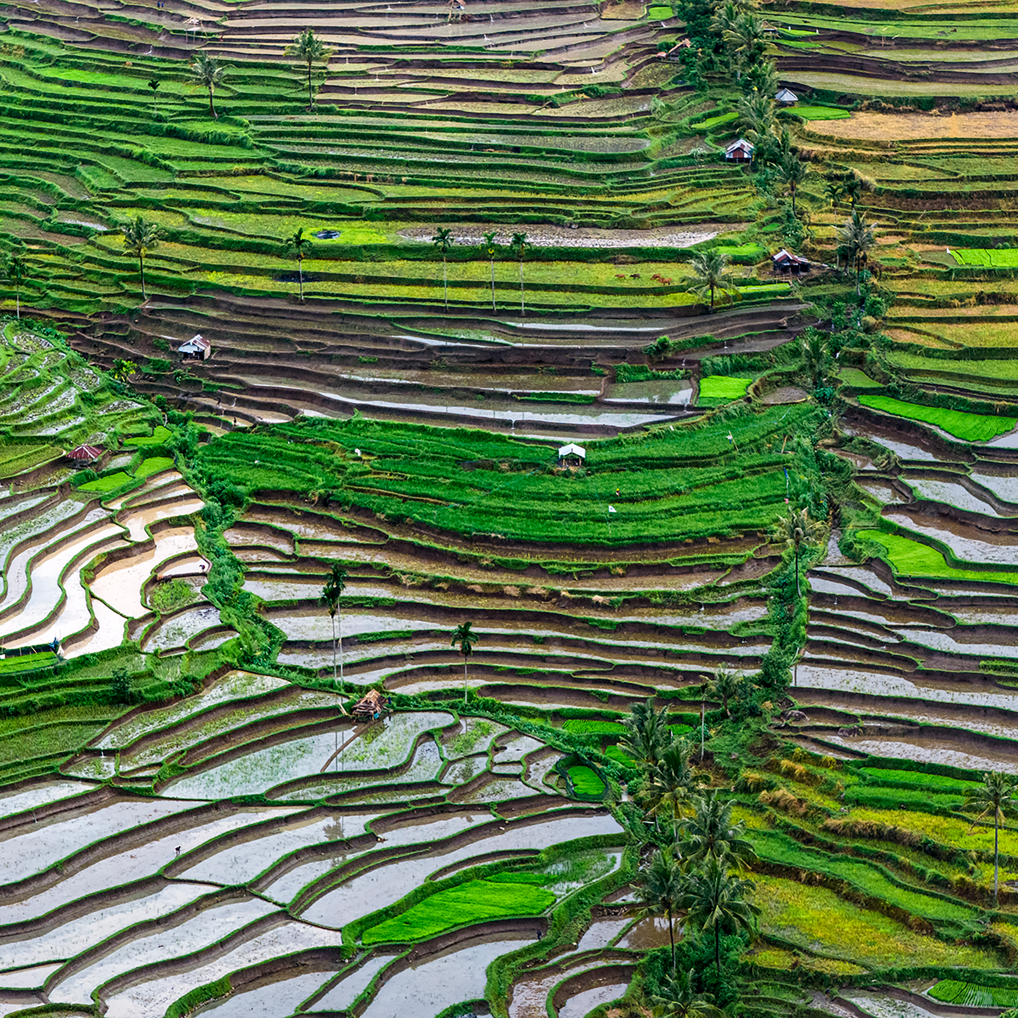 Layers of Lombok- Collection: Indonesia