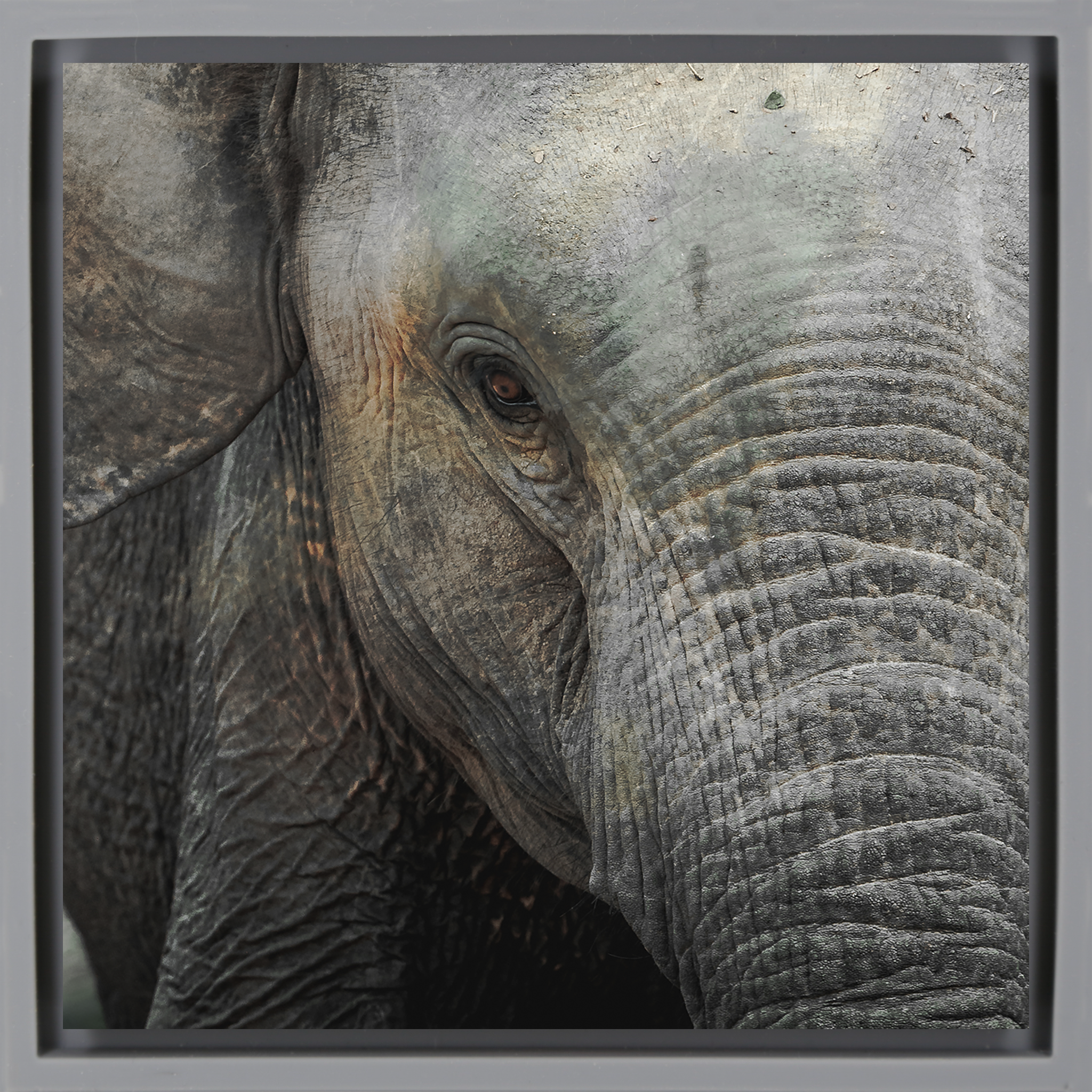 Eye of Wisdom- Grey Wrapp