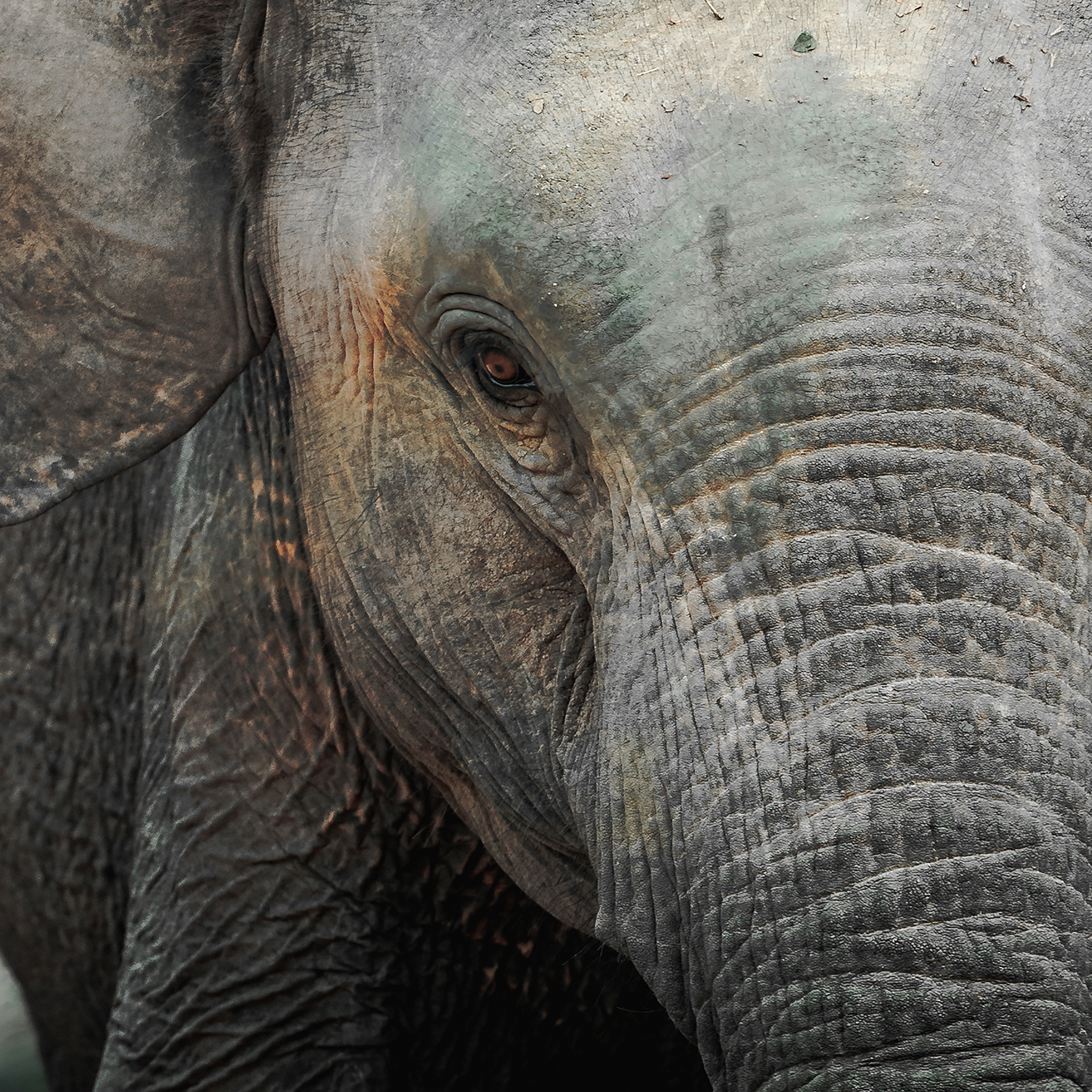 Eye of Wisdom- Collection: Sri Lanka