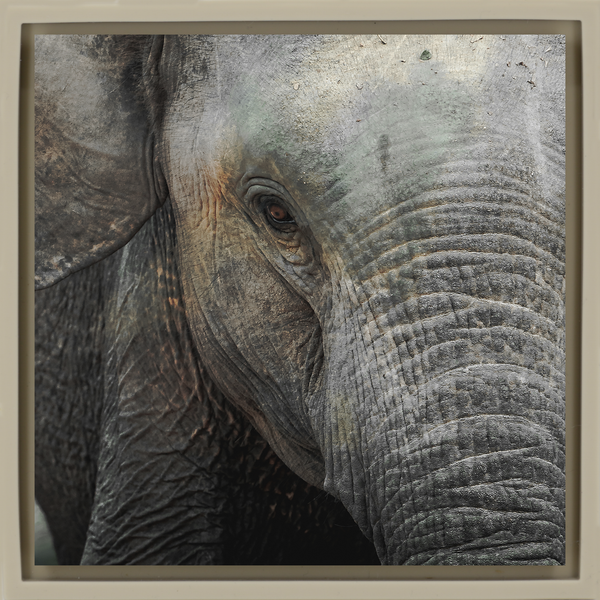 Eye of Wisdom - Sand Wrapp