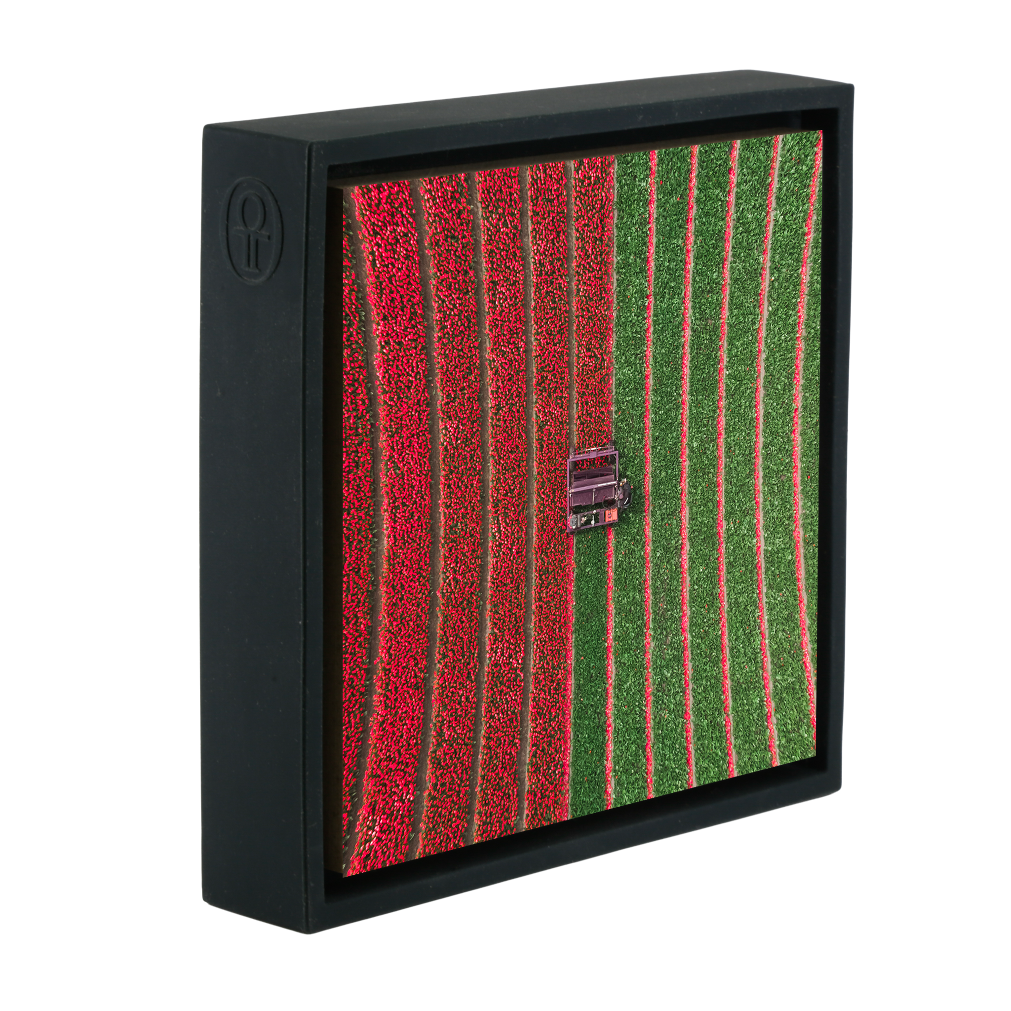 Tulip Field - Black Wrapp