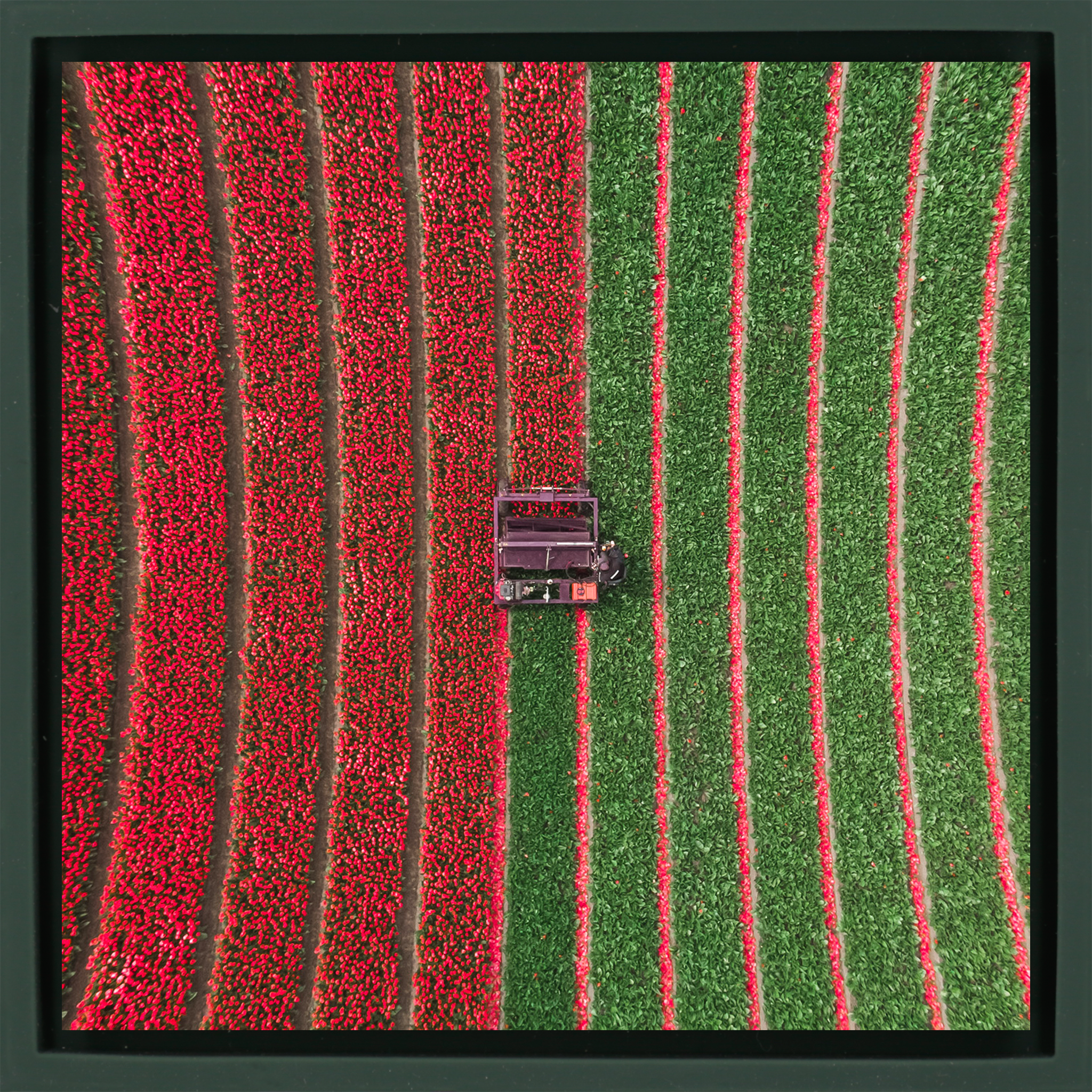 Tulip Field - Dark Green Wrapp