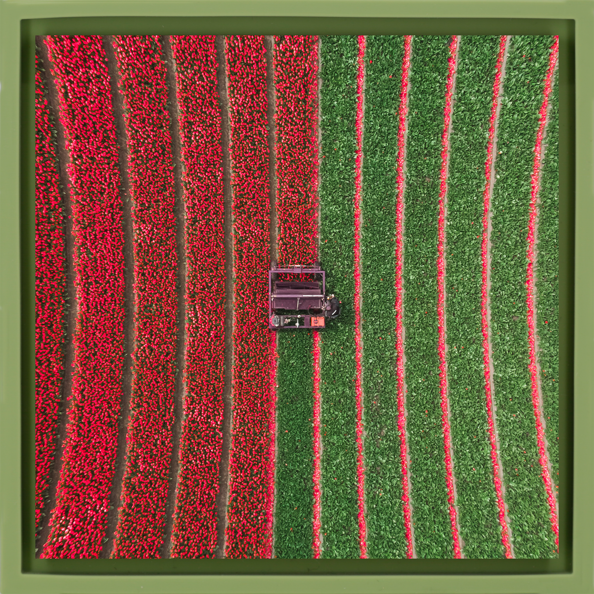 Tulpenfeld - Hellgrüne Verpackung