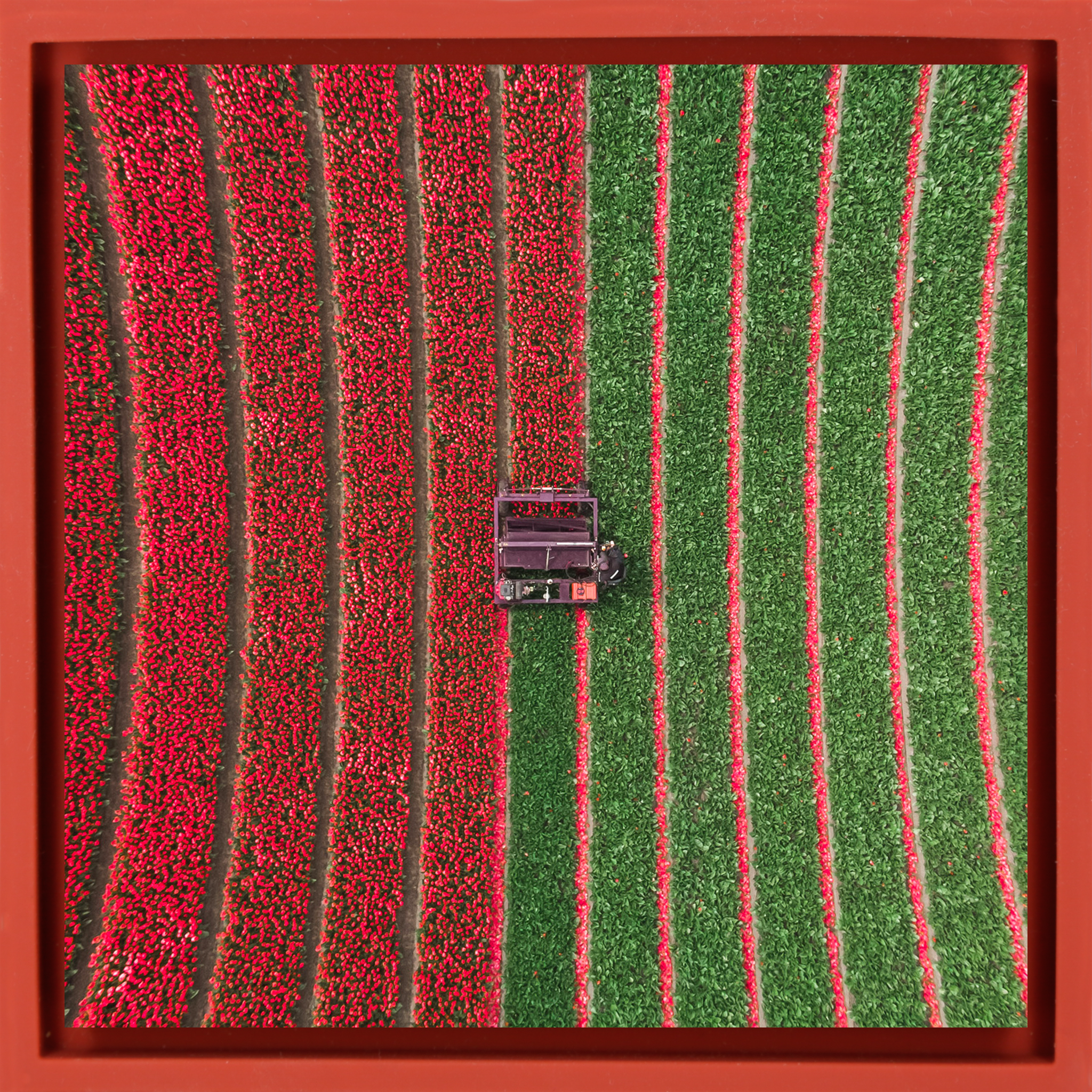 Champ de tulipes - Emballage rouge