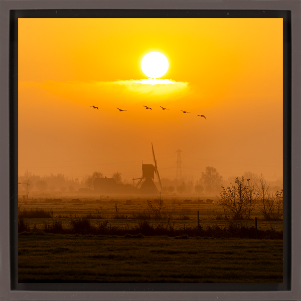 Golden Solitude - Brown Wrapp