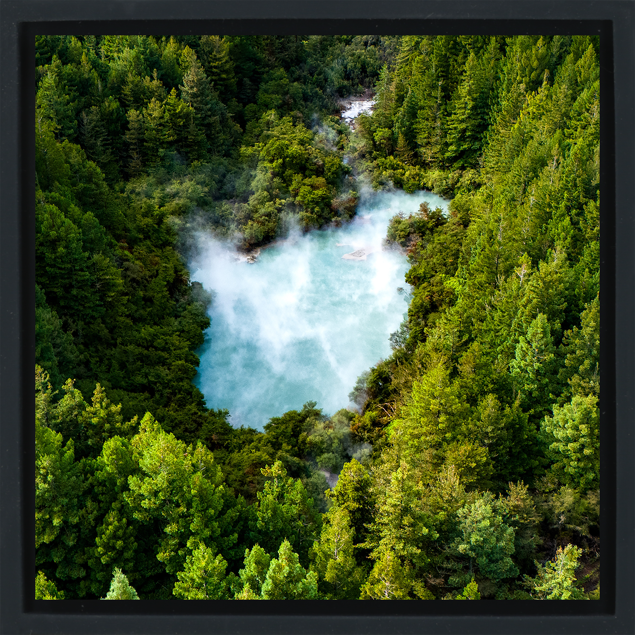 The Heart of the Forest- Black Wrapp