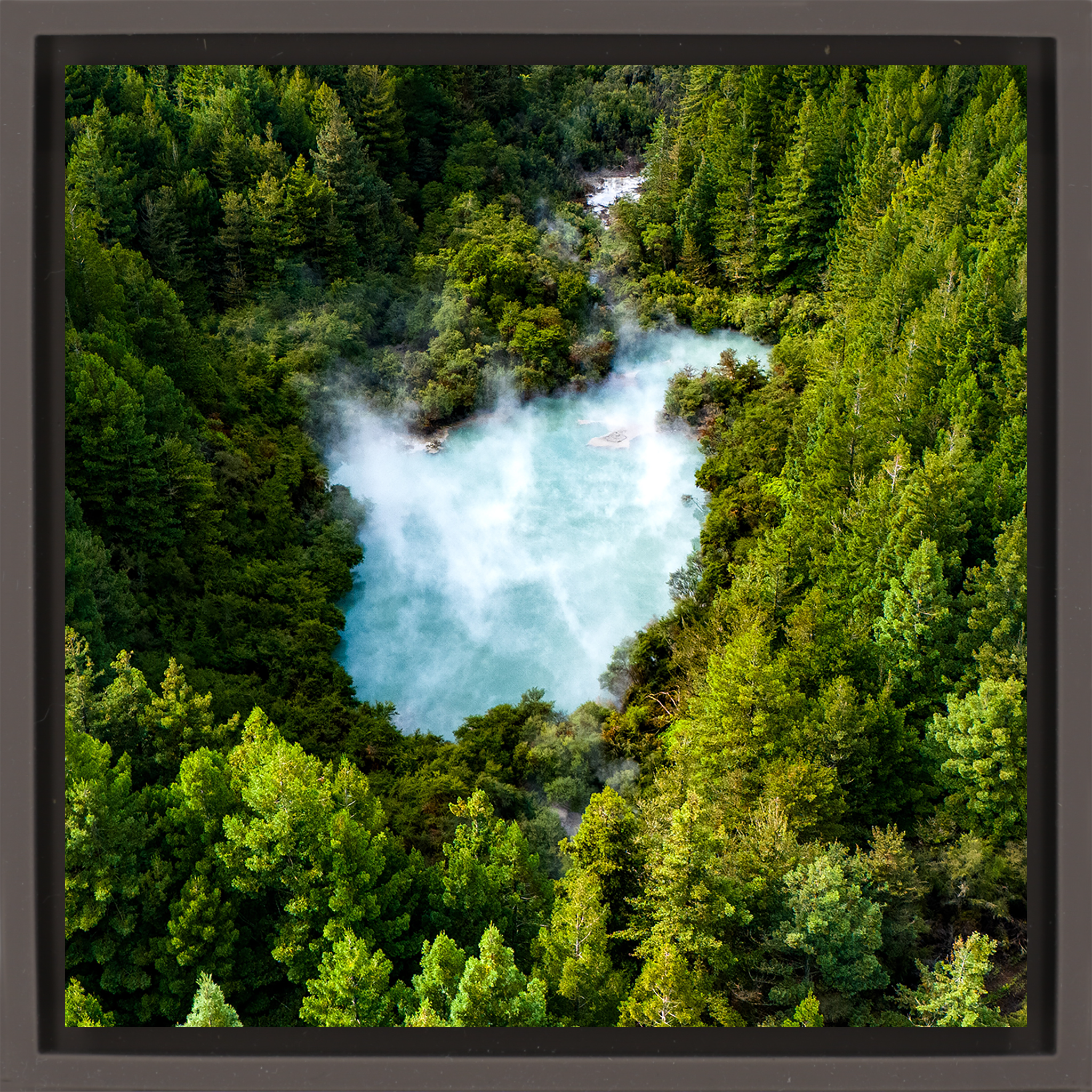 The Heart of the Forest- Brown Wrapp