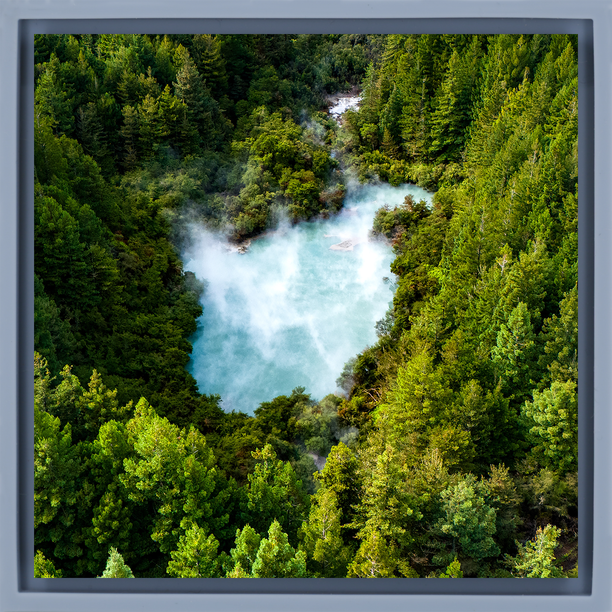 The Heart of the Forest- Light Blue Wrapp