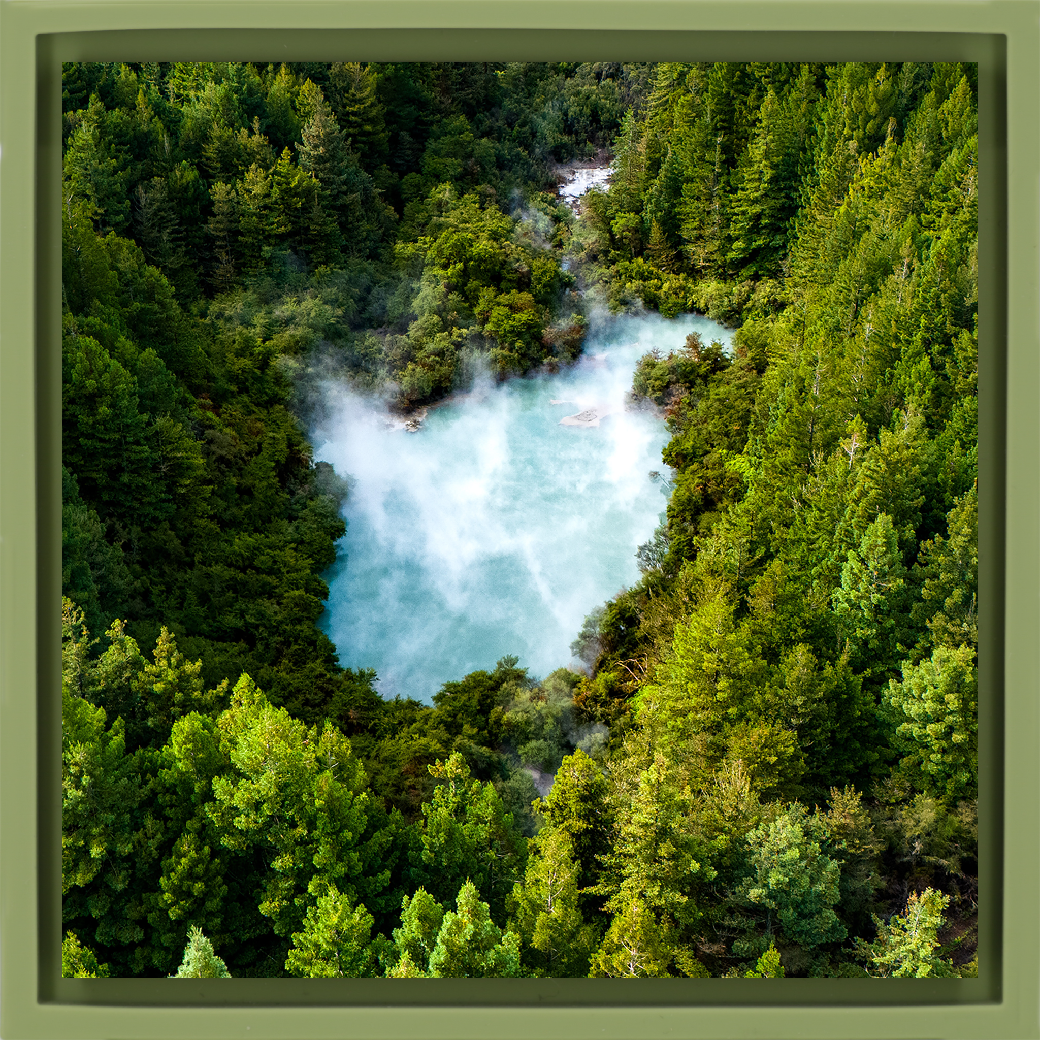 The Heart of the Forest- Light Green Wrapp