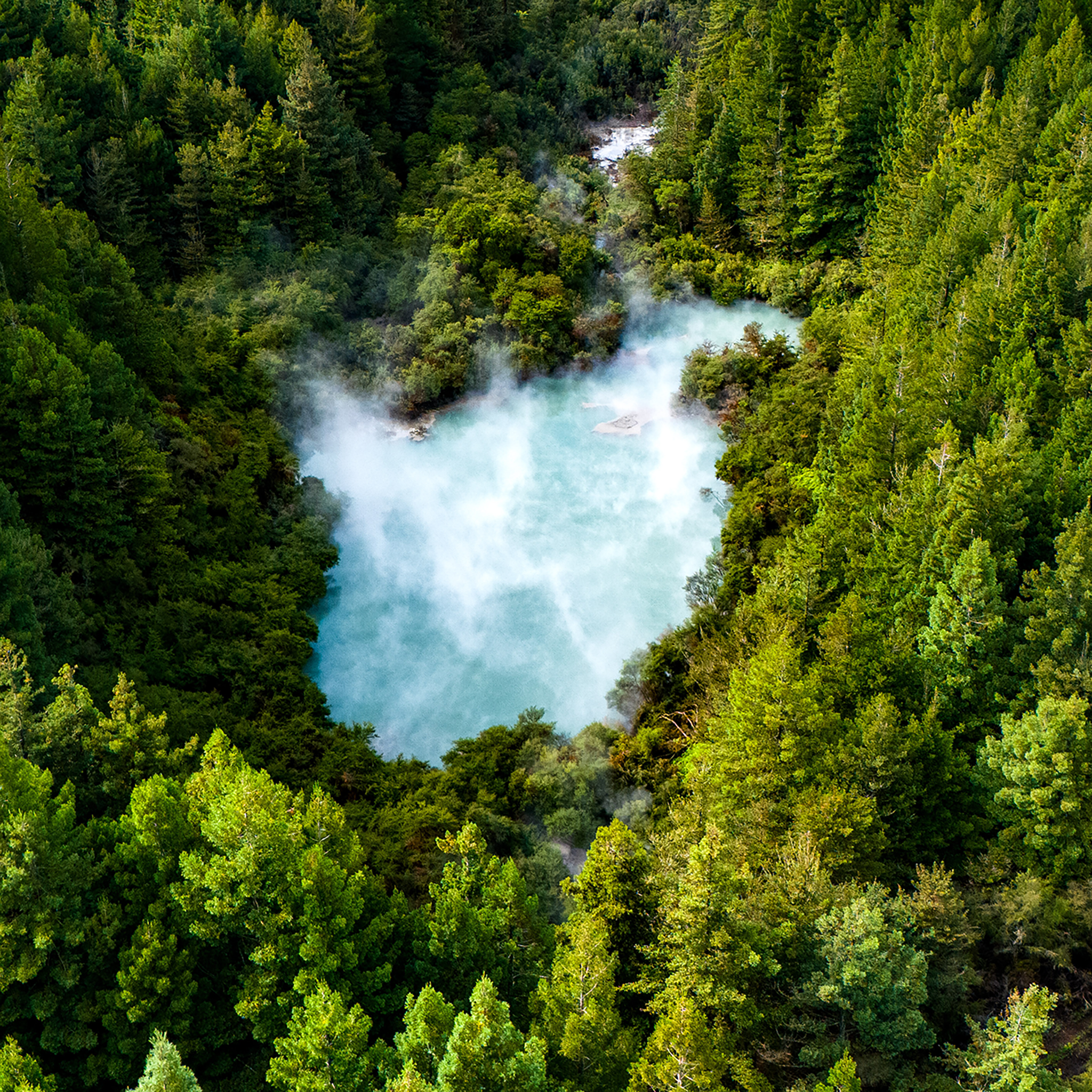 The Heart of the Forest- Collection: New Zealand