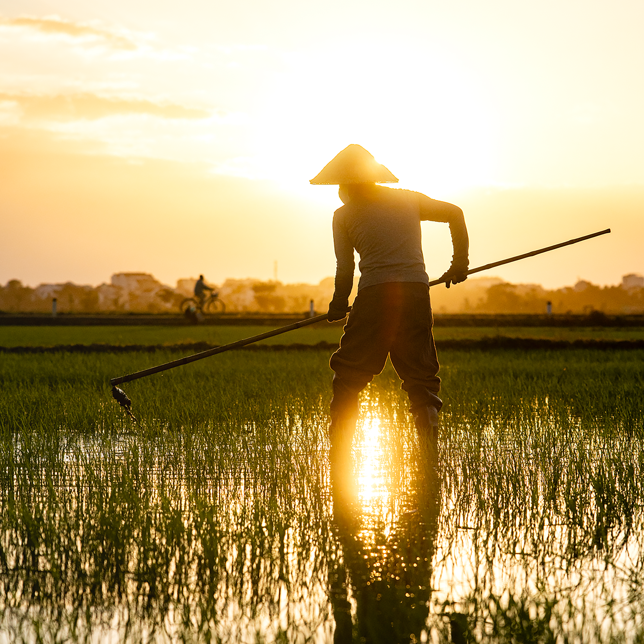 The Rice Farmer- Collection: Vietnam