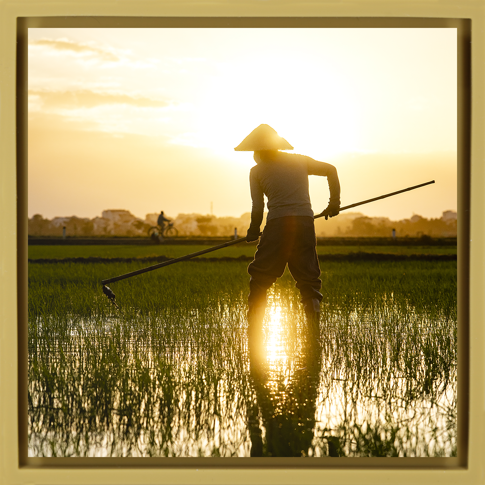 The Rice Farmer- Ochre Wrapp