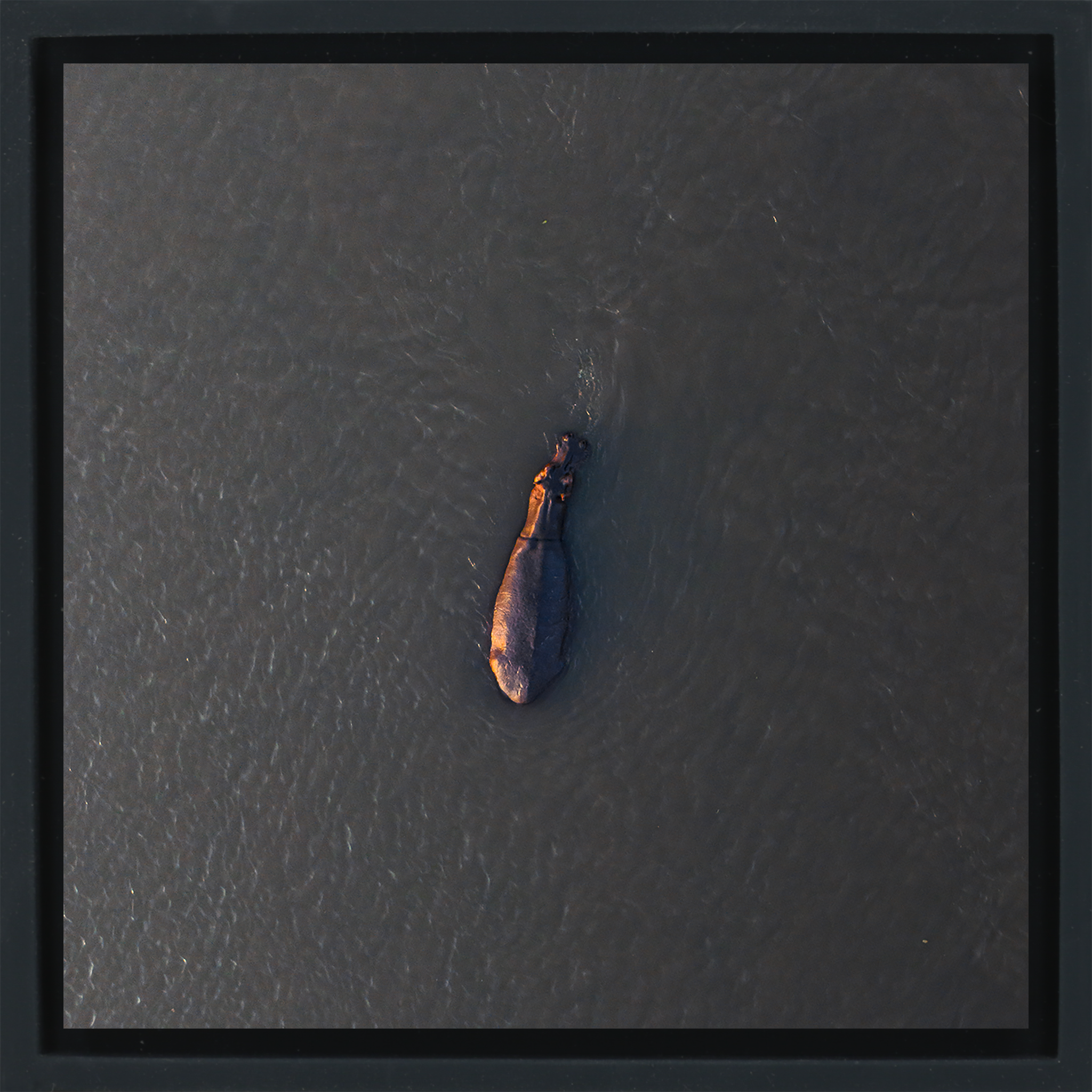 River Giant- Black Wrapp