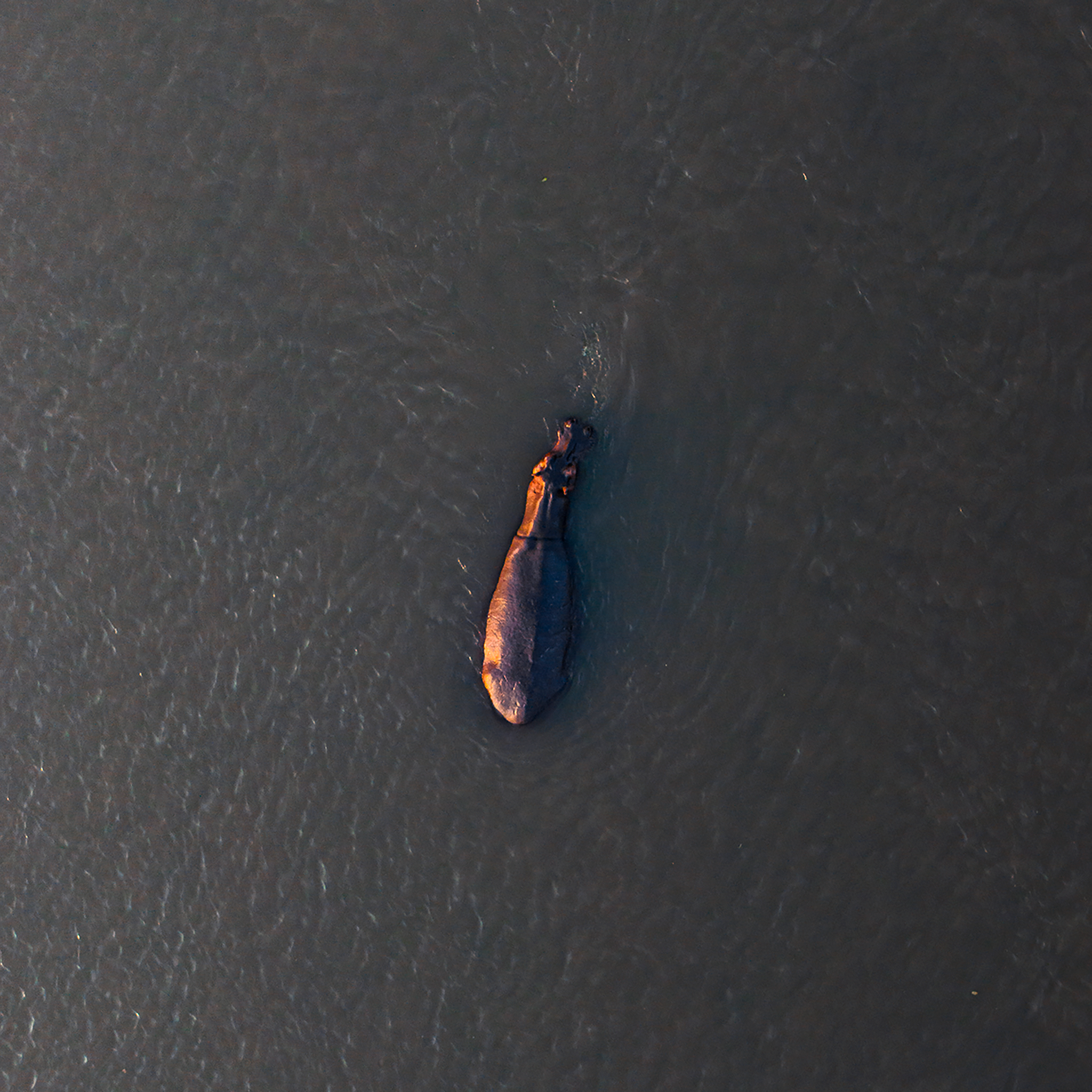 River Giant- Collection: Zimbabwe