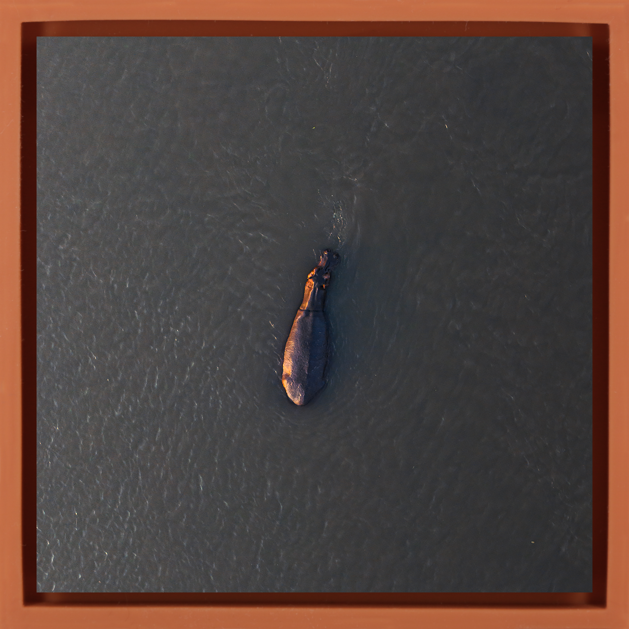 River Giant- Orange Wrapp