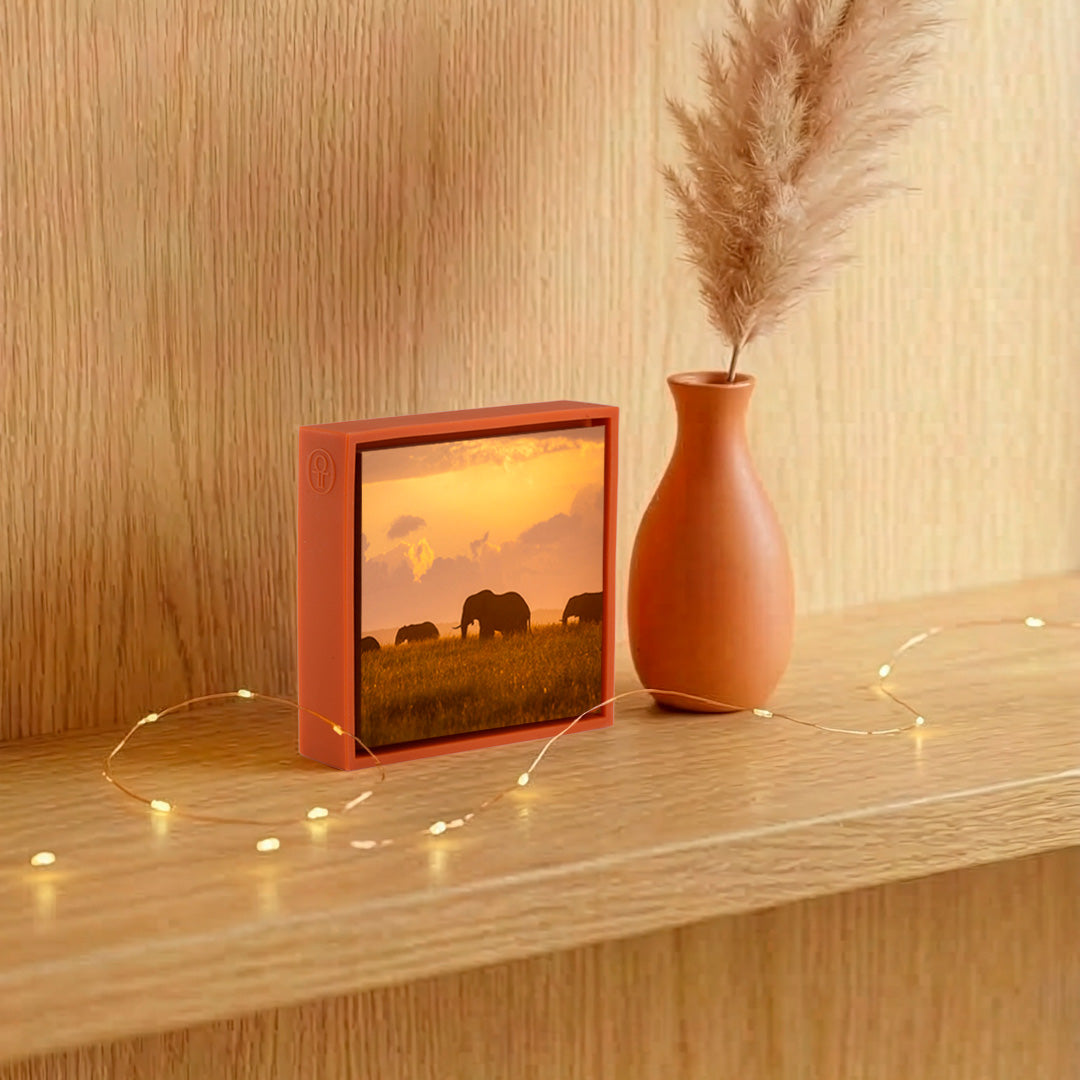 Orange Elephants - Orange Wrapp