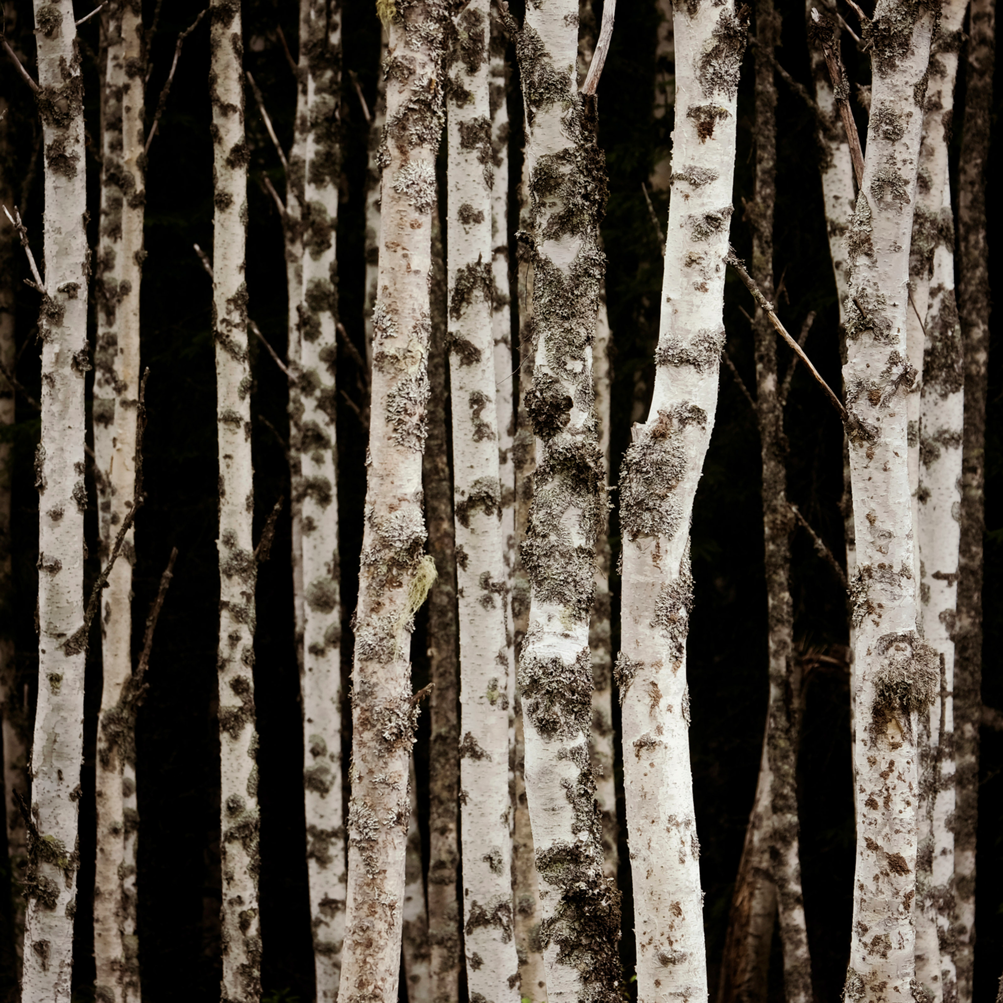 Forrest of the Finns- Collectie: Finland