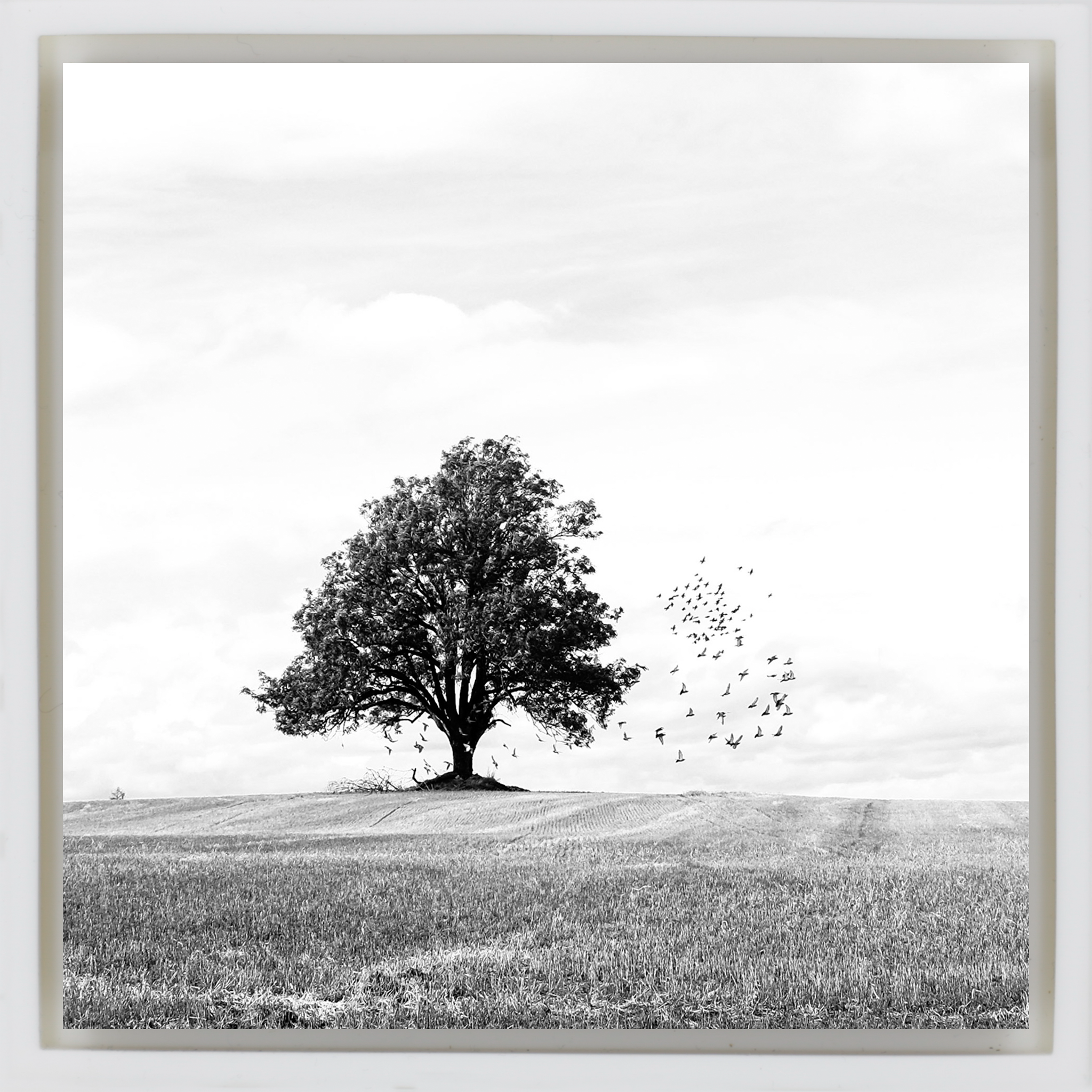 Autumn - Witte Wrapp