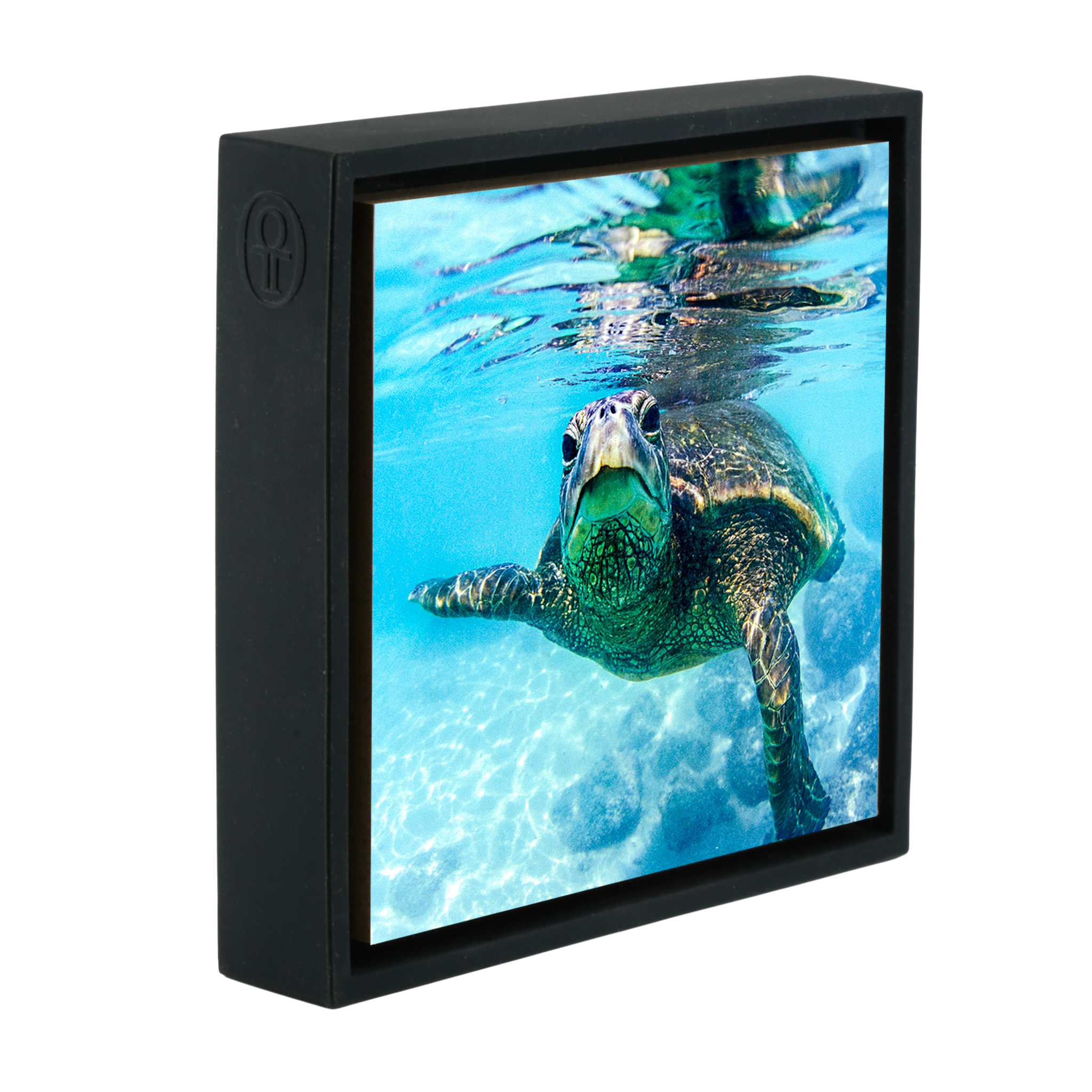 Friendly Turtle- Black Wrapp