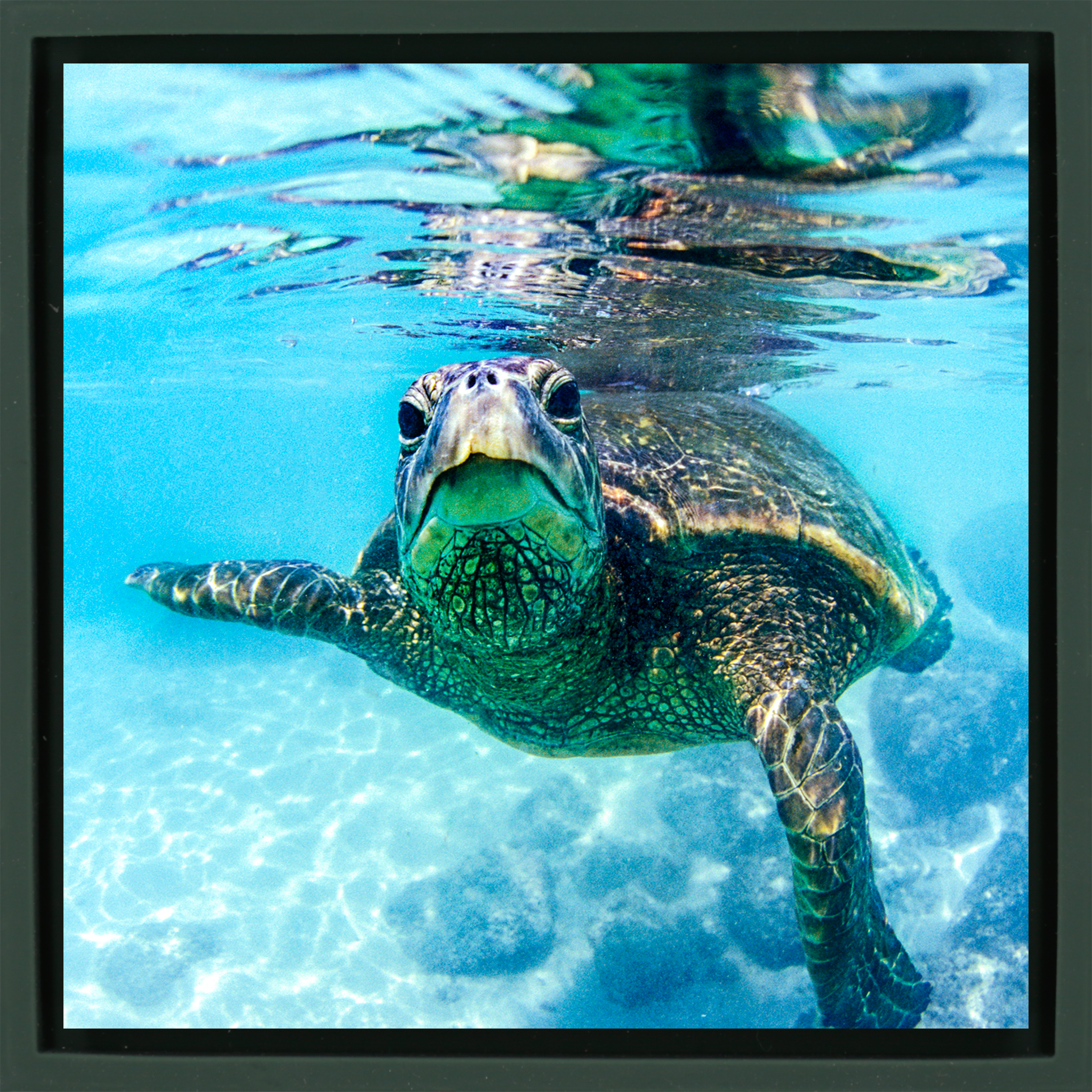 Friendly Turtle- Dark Green Wrapp