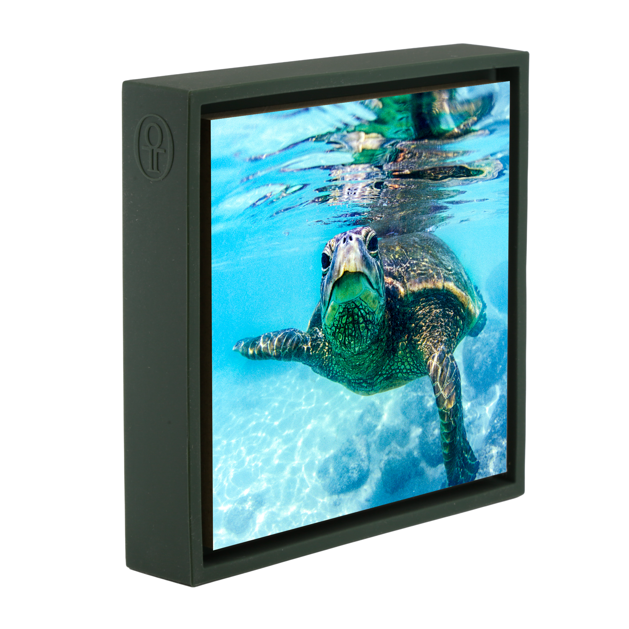 Friendly Turtle- Dark Green Wrapp
