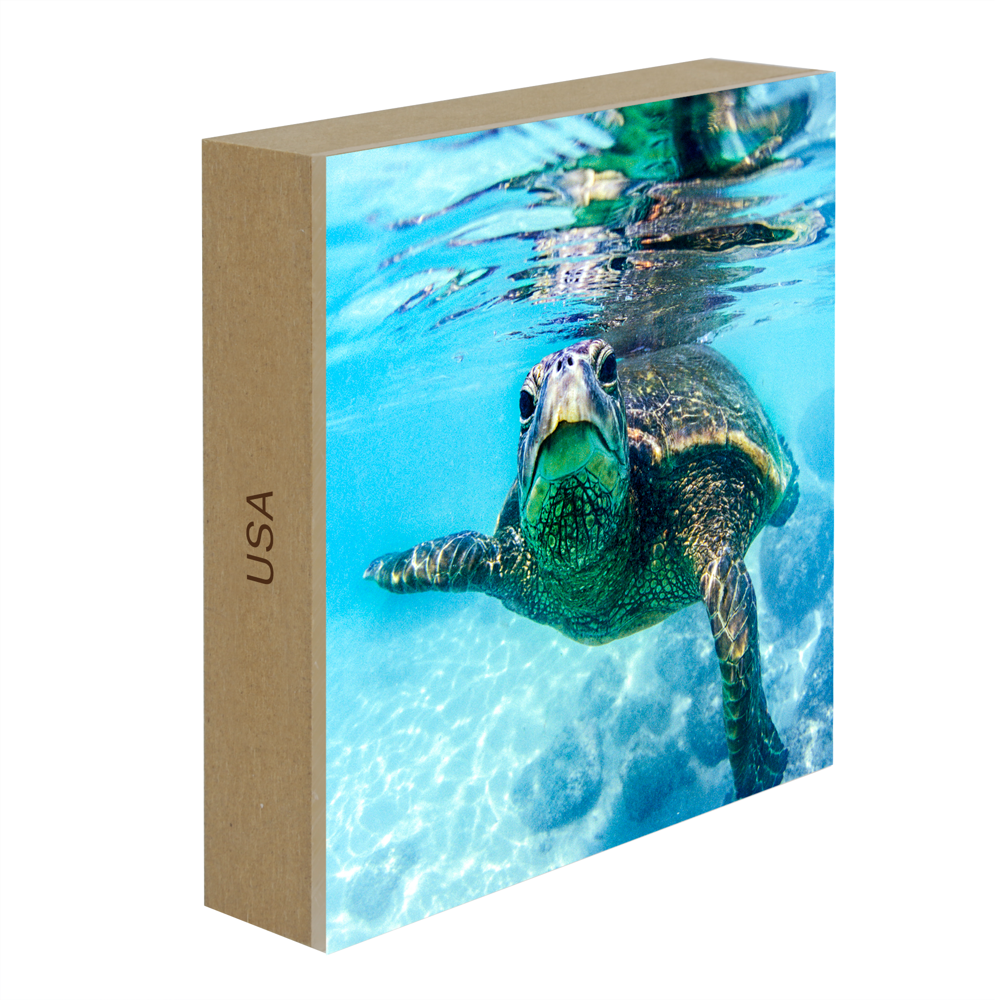 Friendly Turtle- Collection: USA