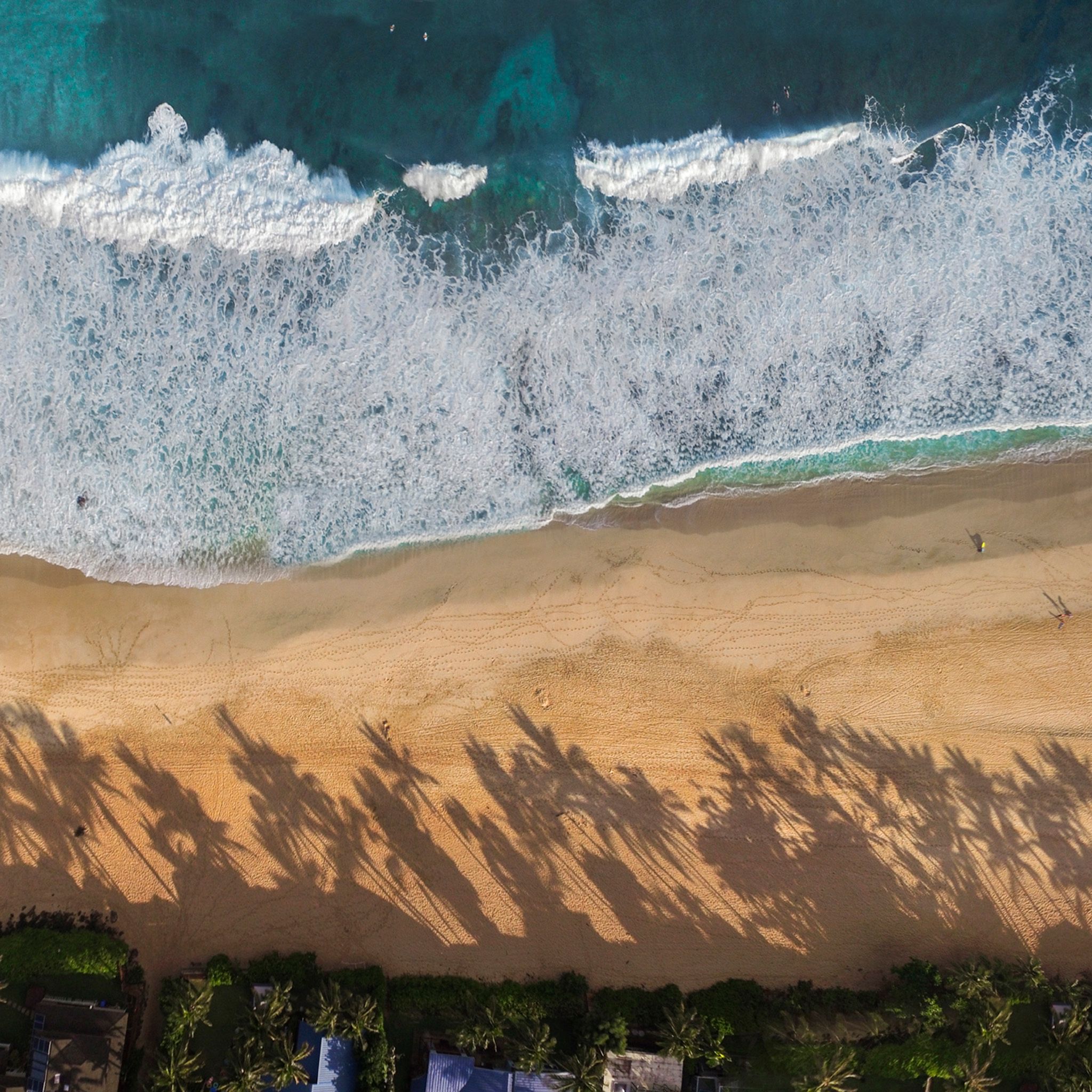 Pipe Line Palms- Collection: USA