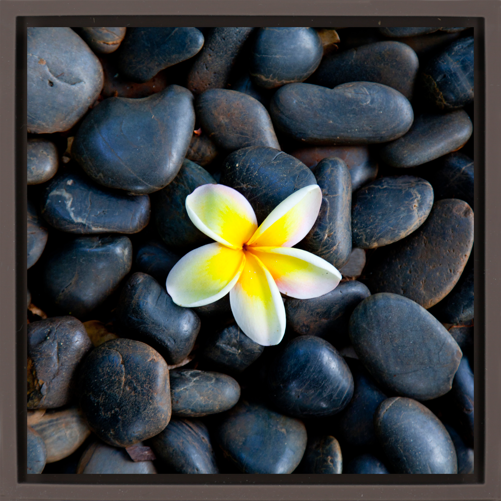 Plumeria Pebbles- Brown Wrapp