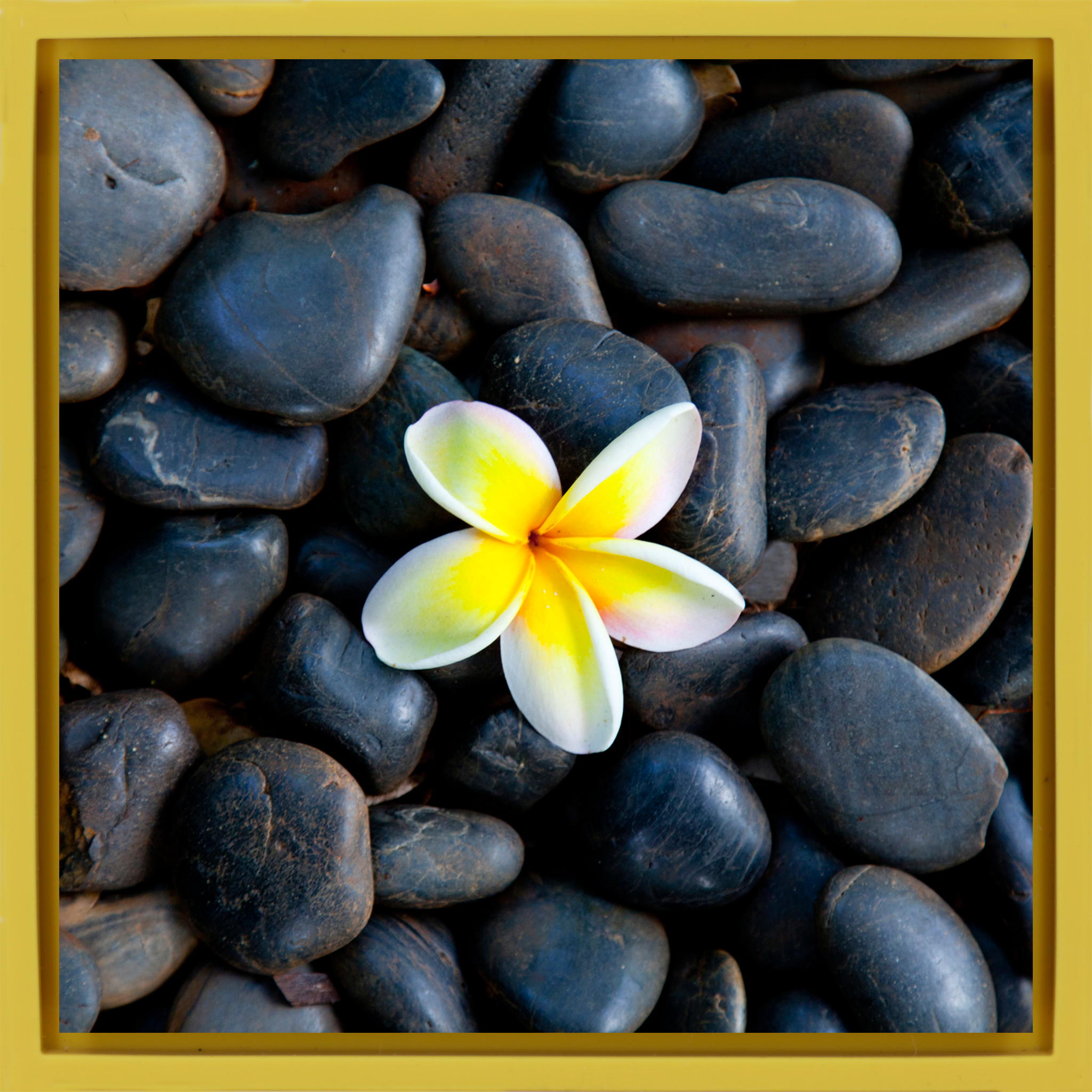 Plumeria Pebbles- Yellow Wrapp
