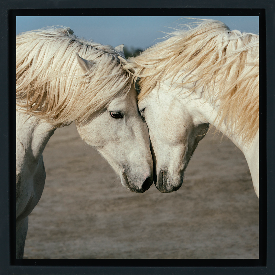 Horse Love - Black Wrapp