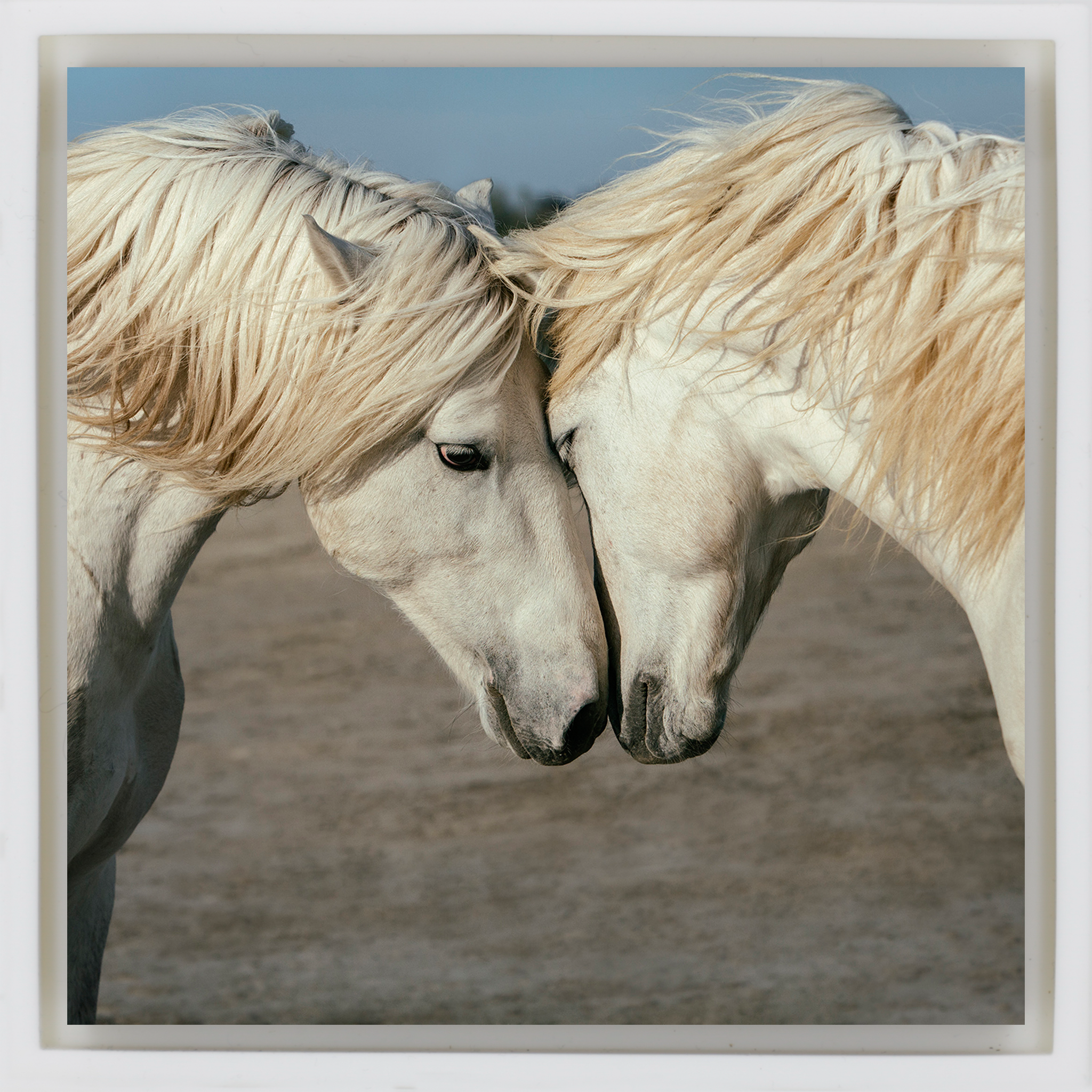 Horse Love - Witte Wrapp